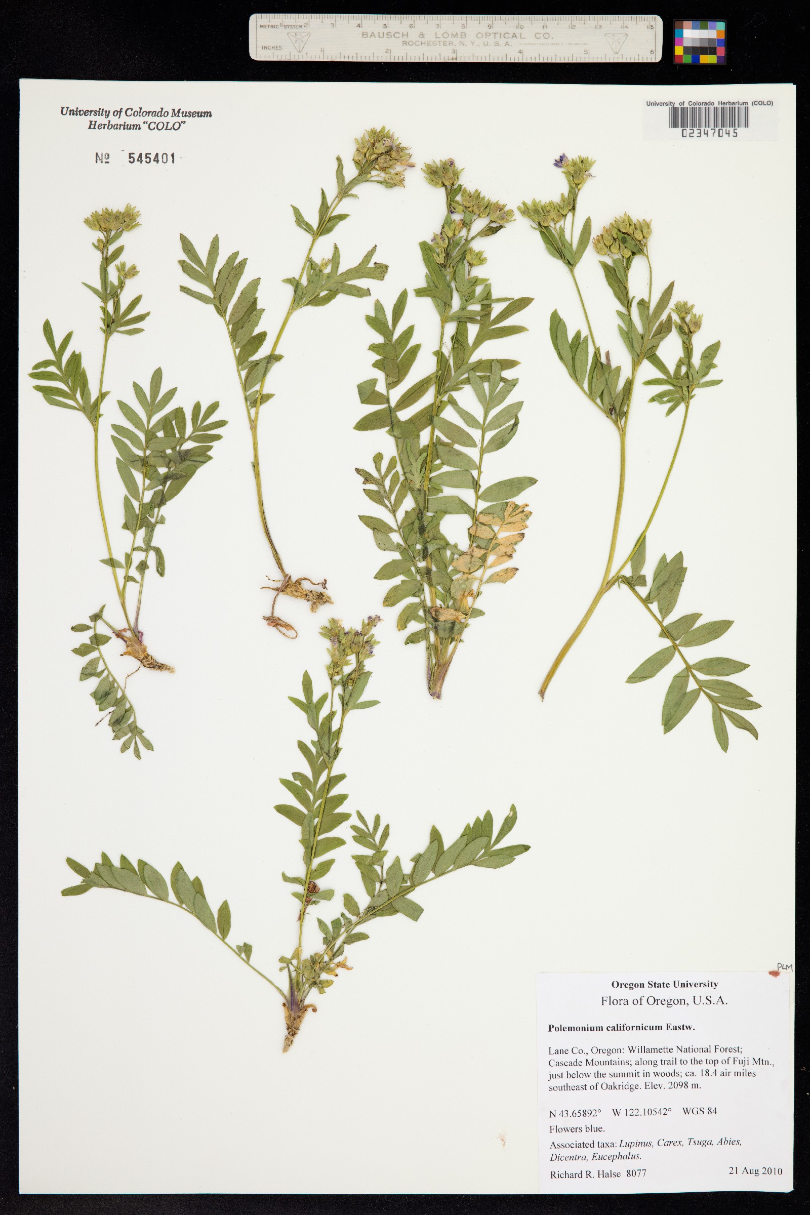 Polemonium californicum image