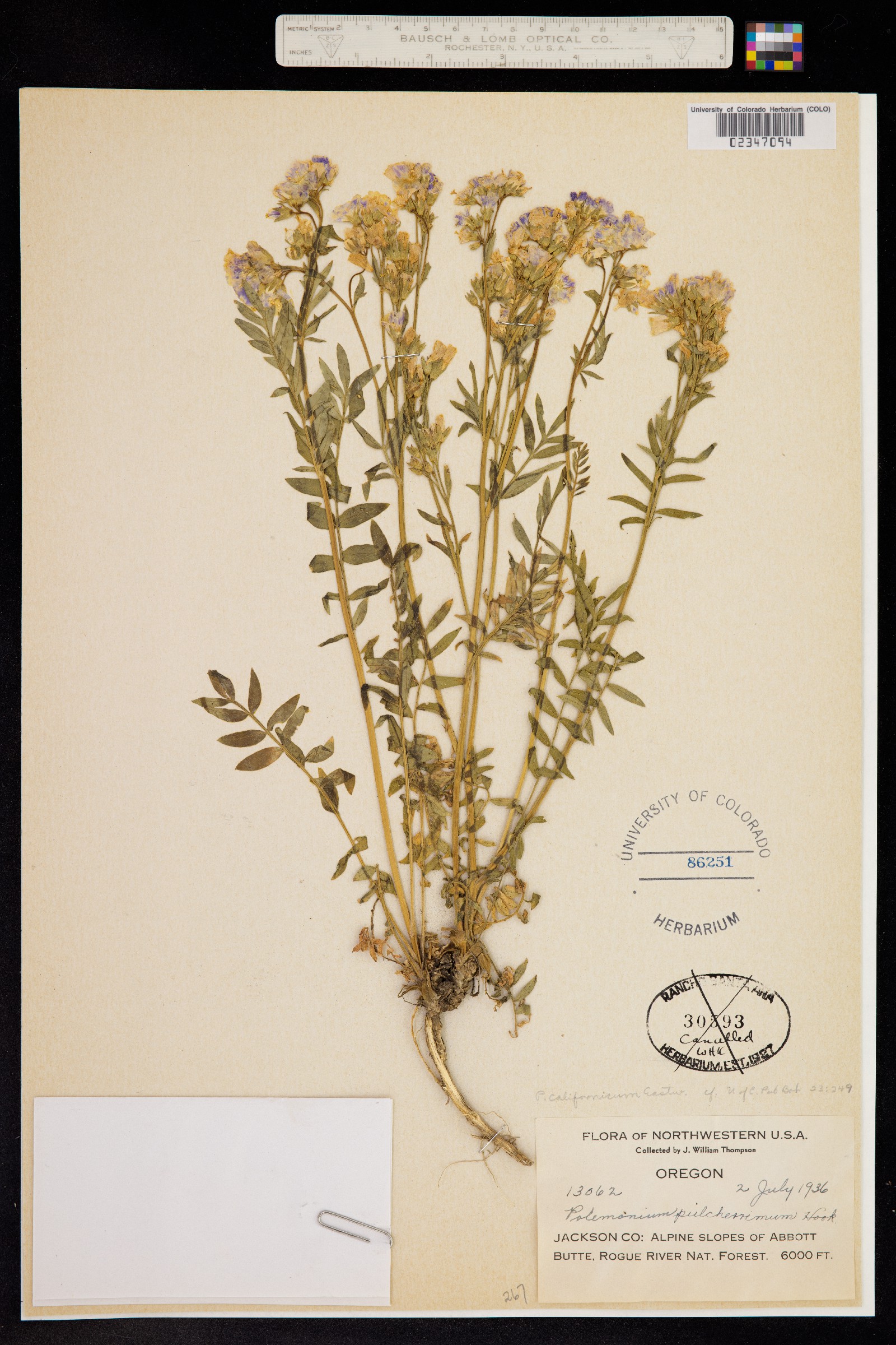 Polemonium californicum image