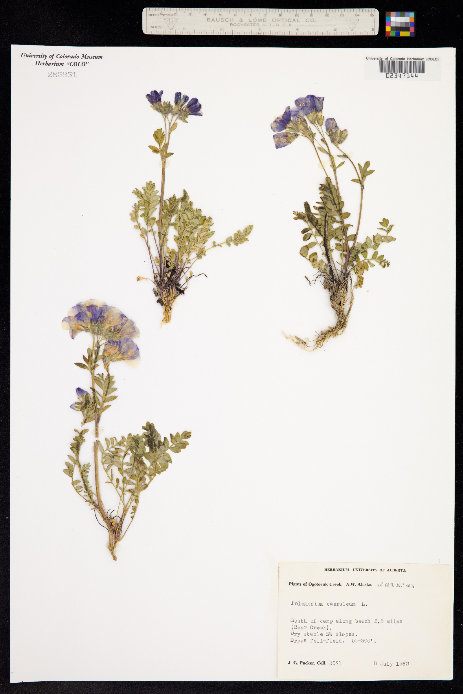 Polemonium caeruleum image