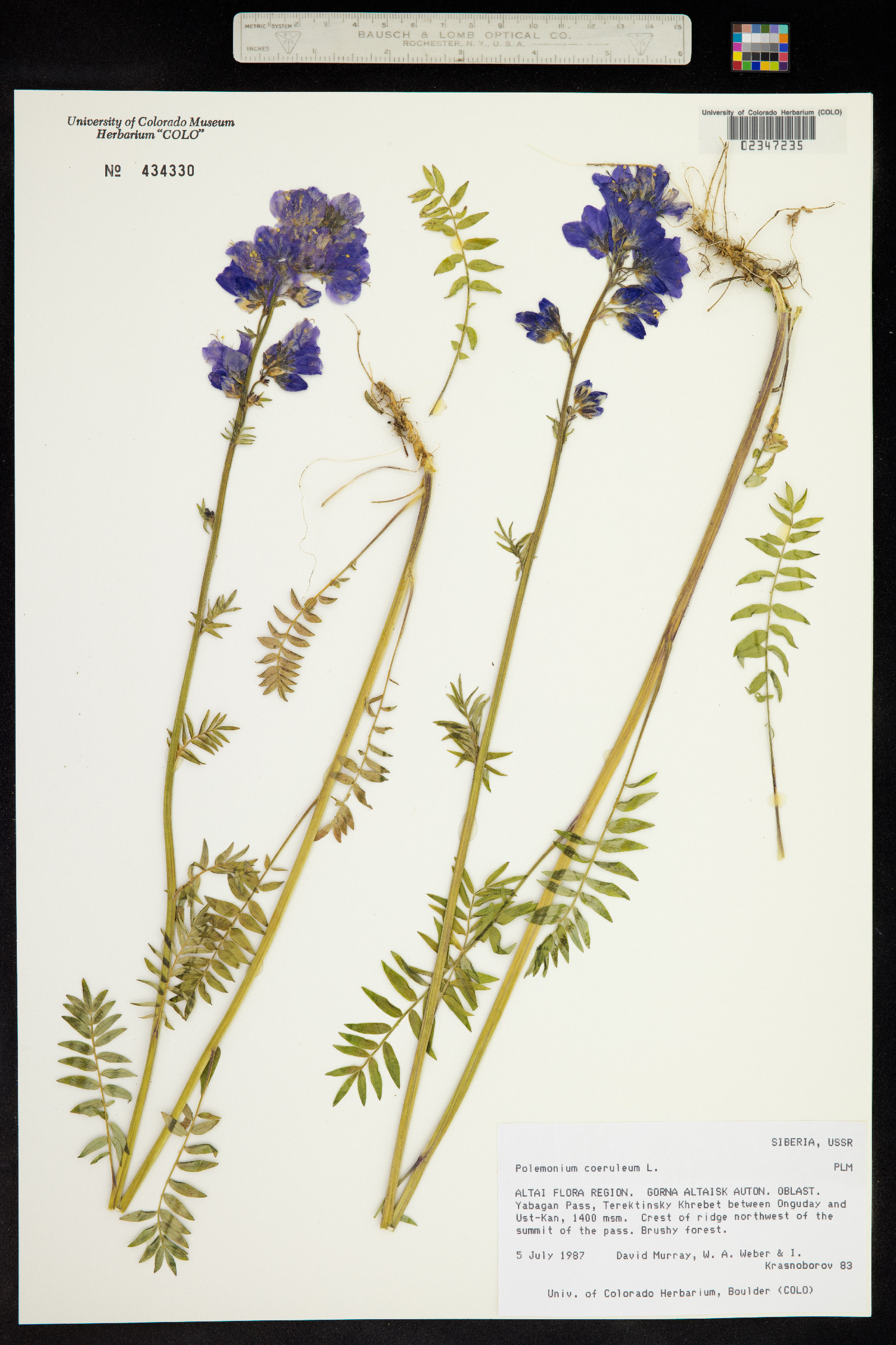 Polemonium caeruleum image