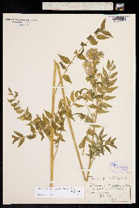 Polemonium caeruleum image