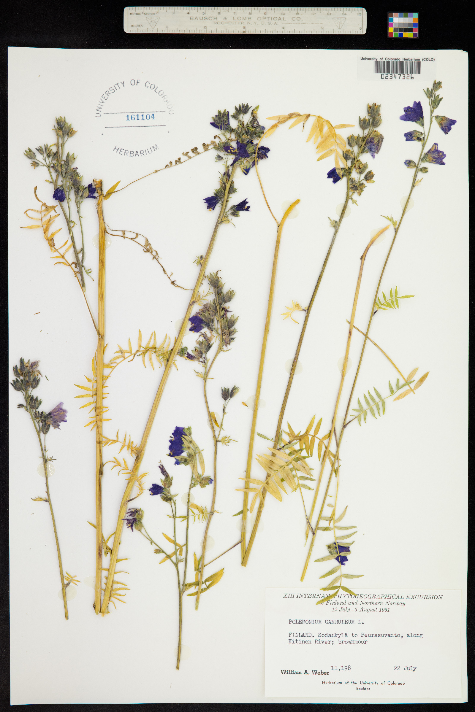 Polemoniaceae image