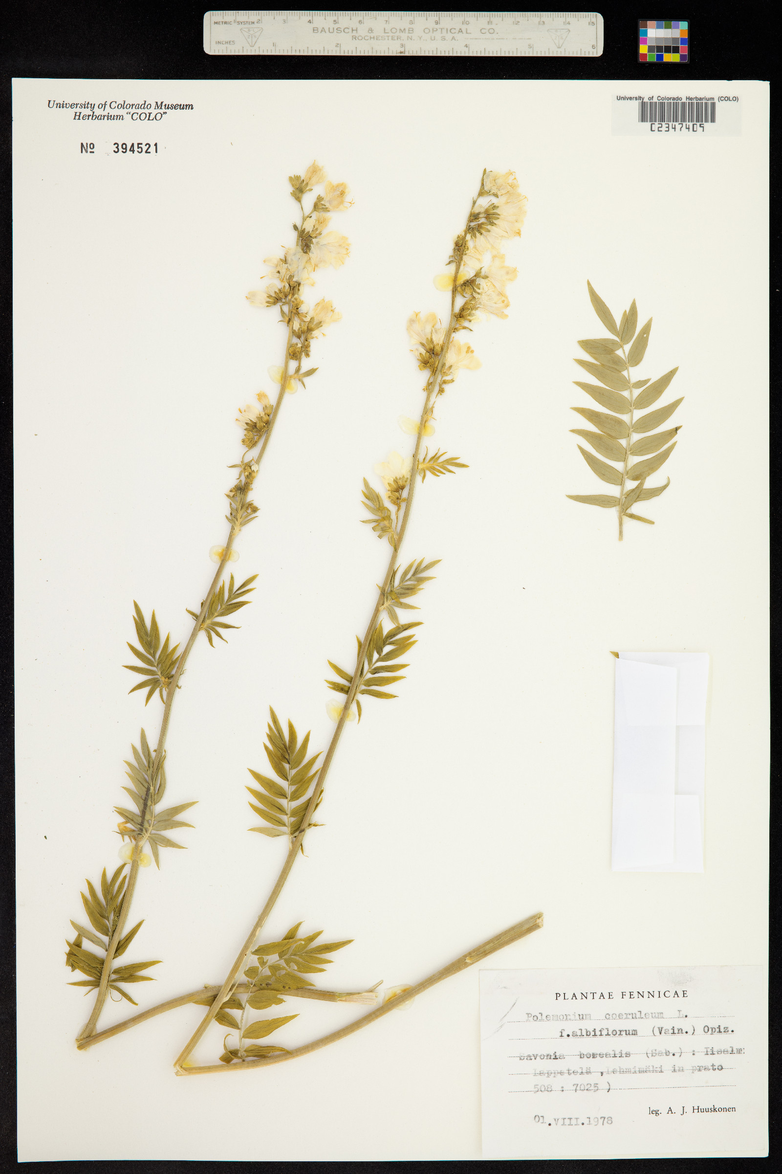 Polemonium caeruleum image