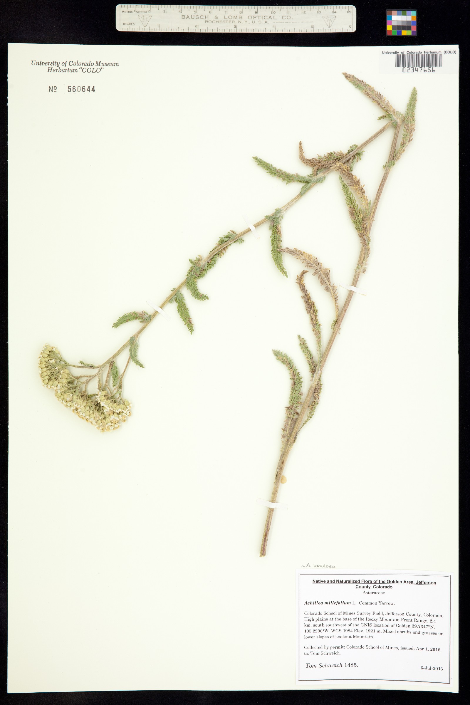 Achillea millefolium image