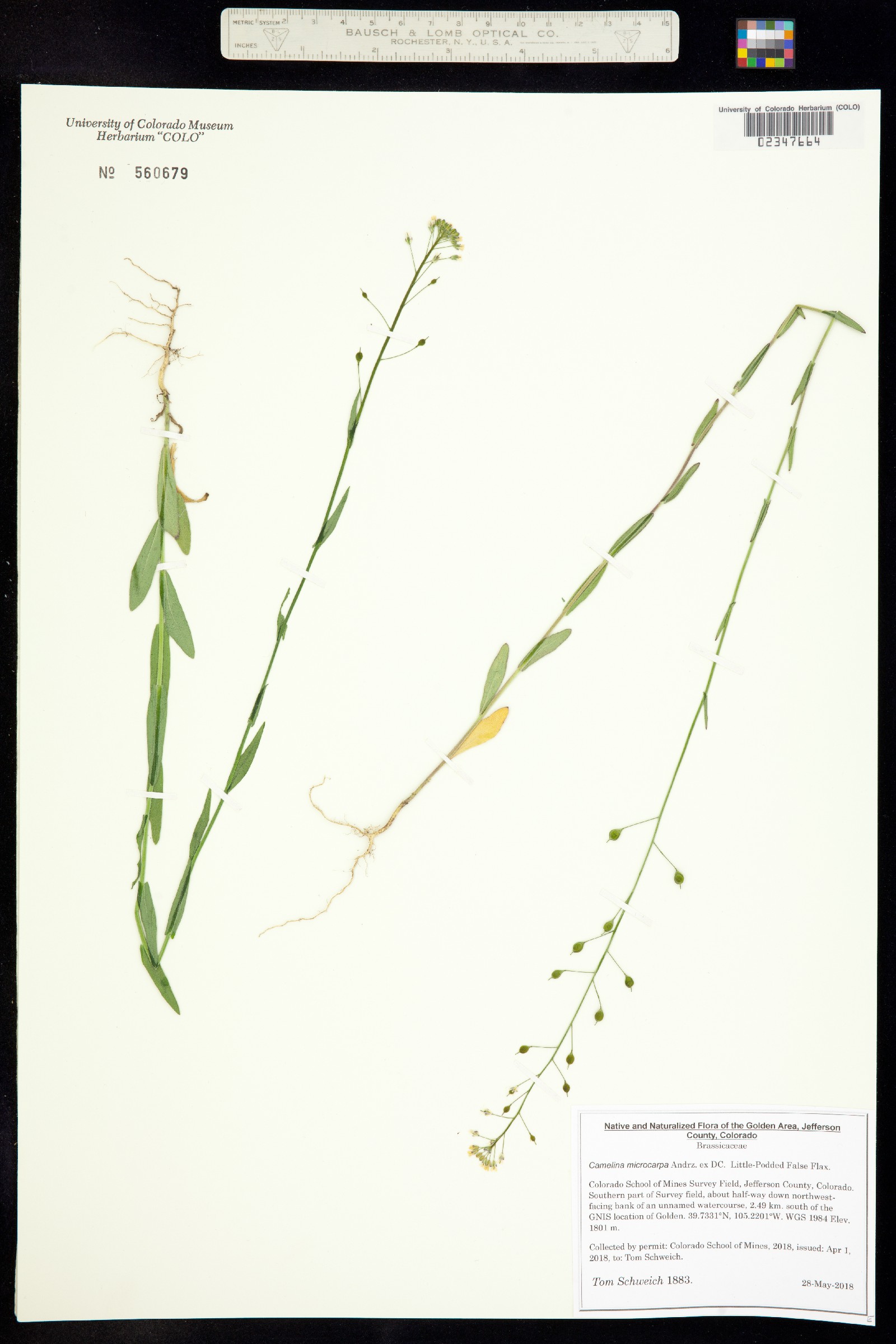 Camelina microcarpa image