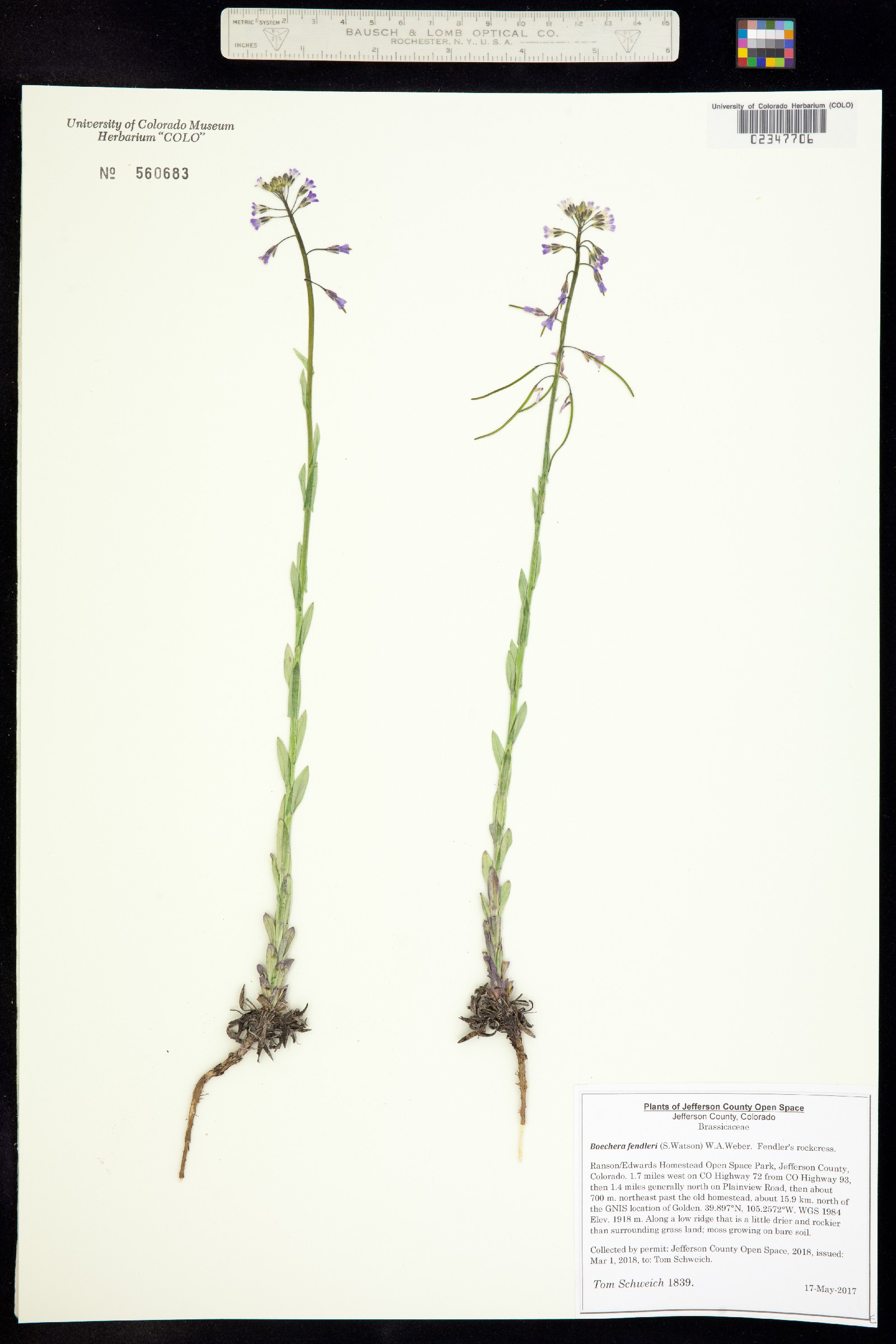 Boechera fendleri image