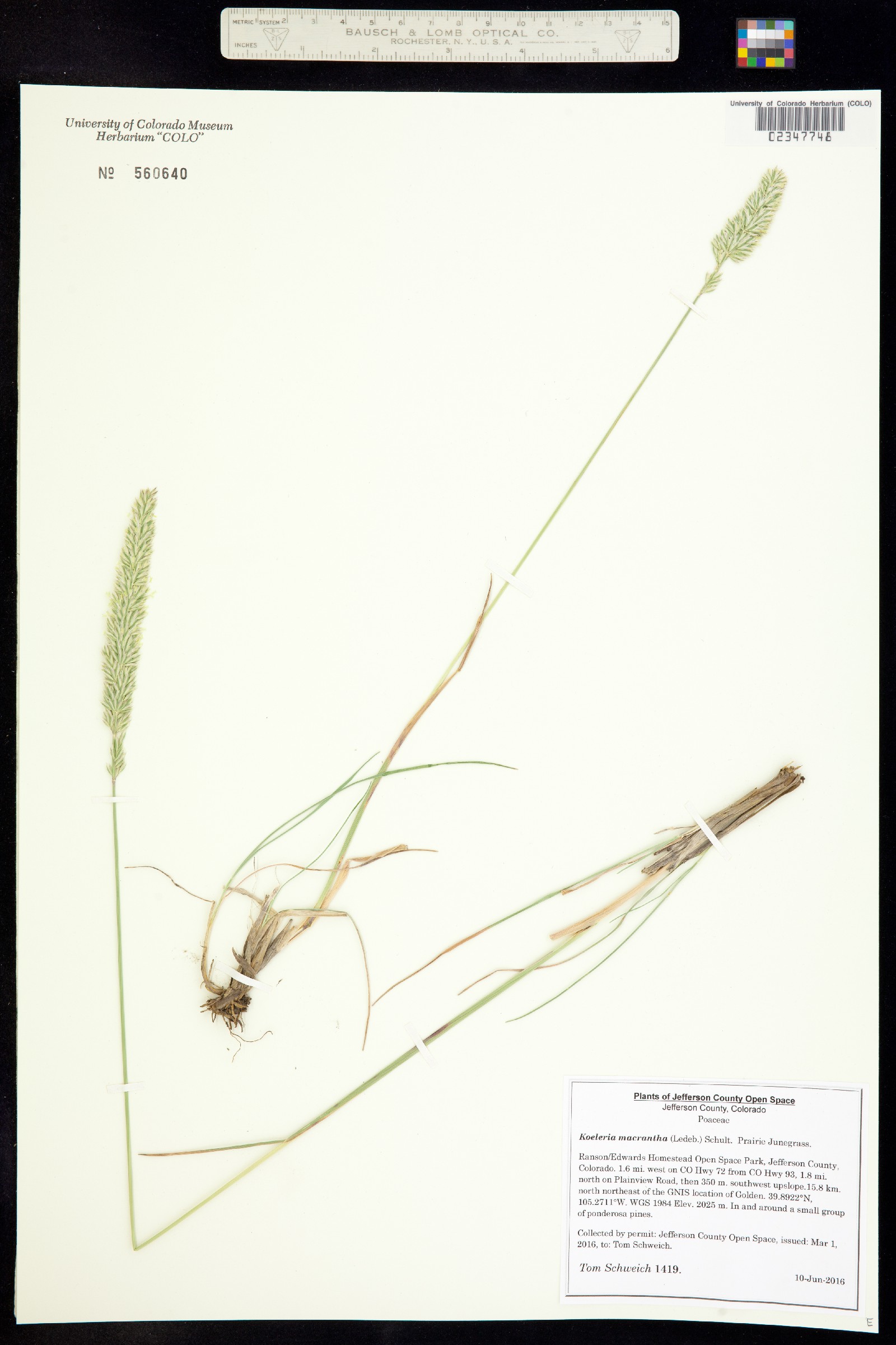 Koeleria macrantha image