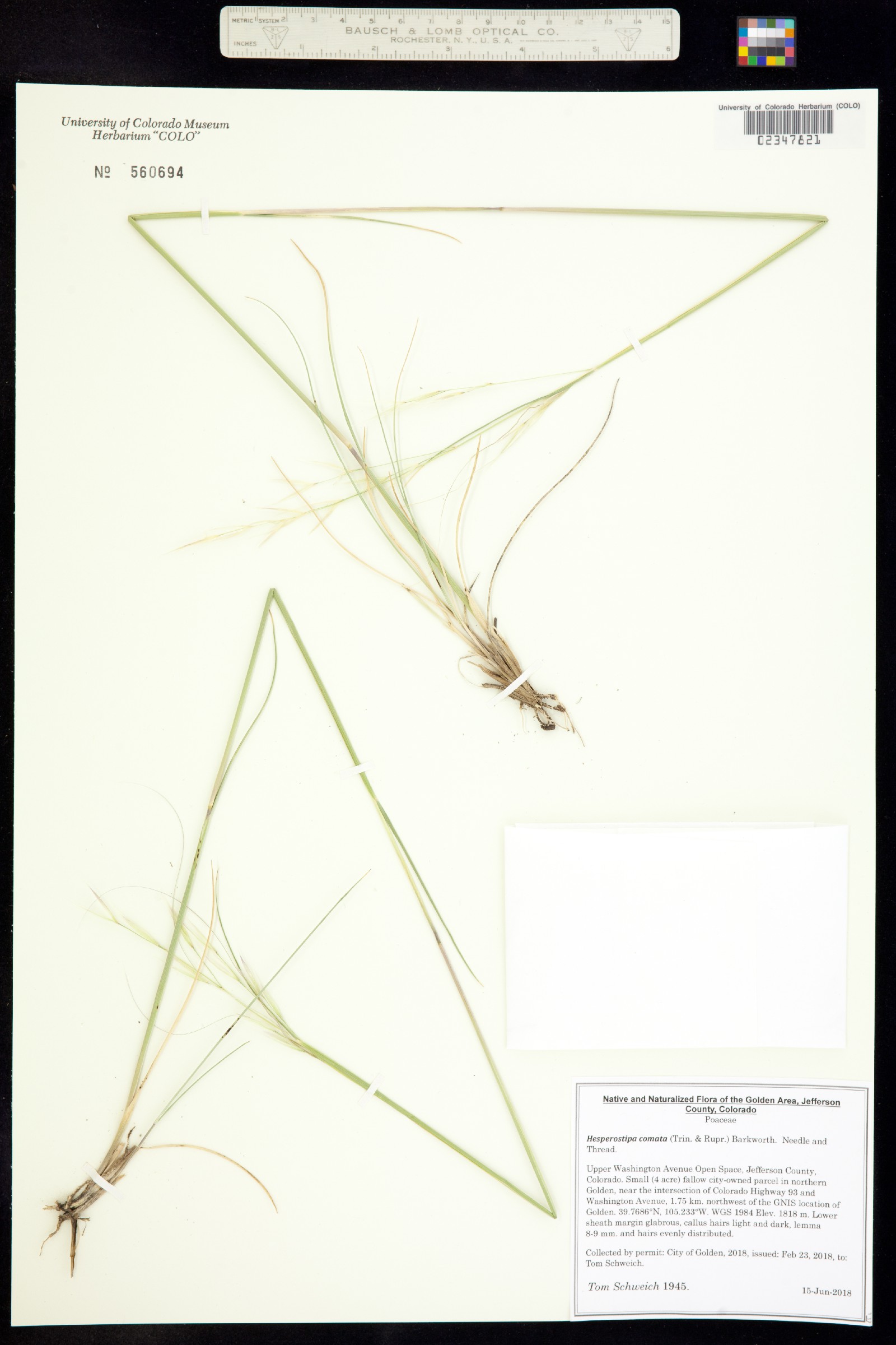 Hesperostipa comata image
