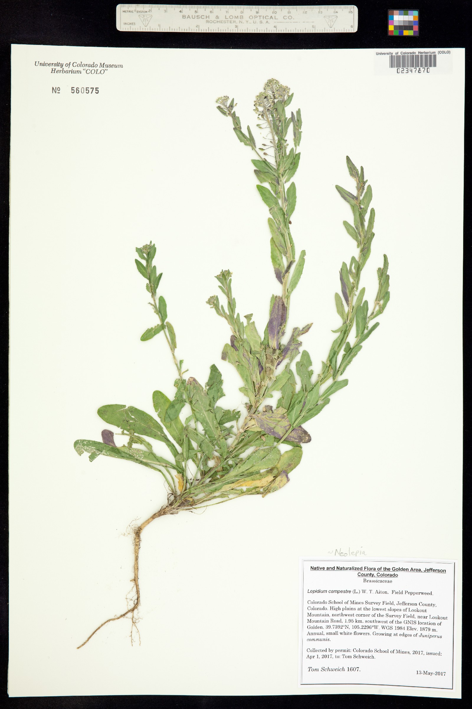 Lepidium campestre image