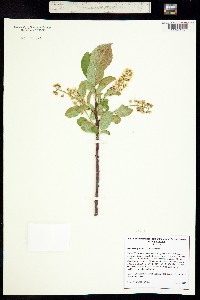 Image of Prunus virginiana