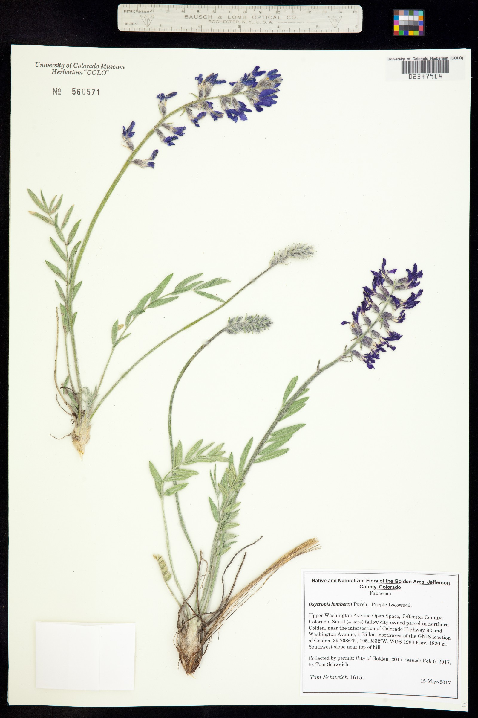 Oxytropis lambertii image