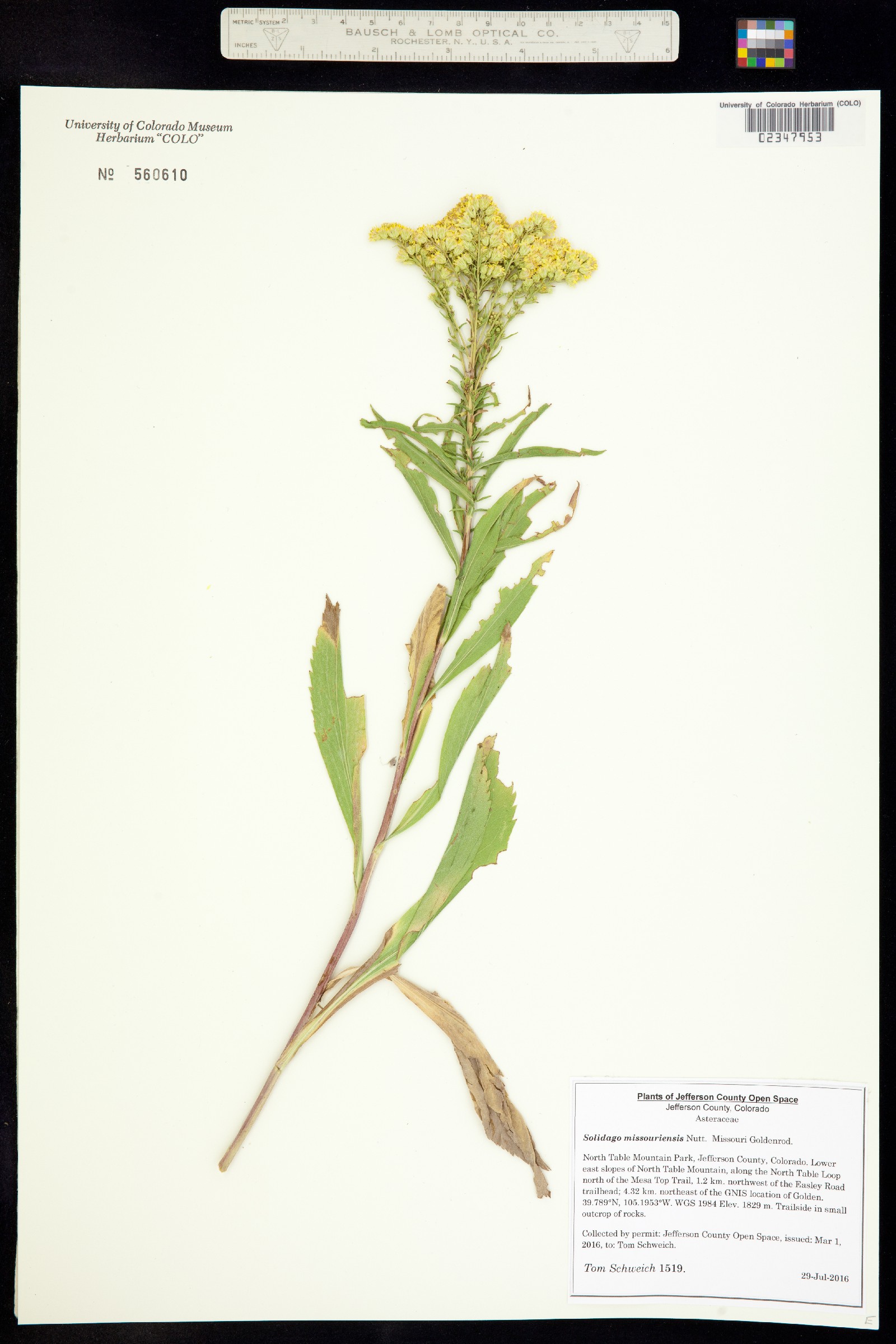 Solidago missouriensis image