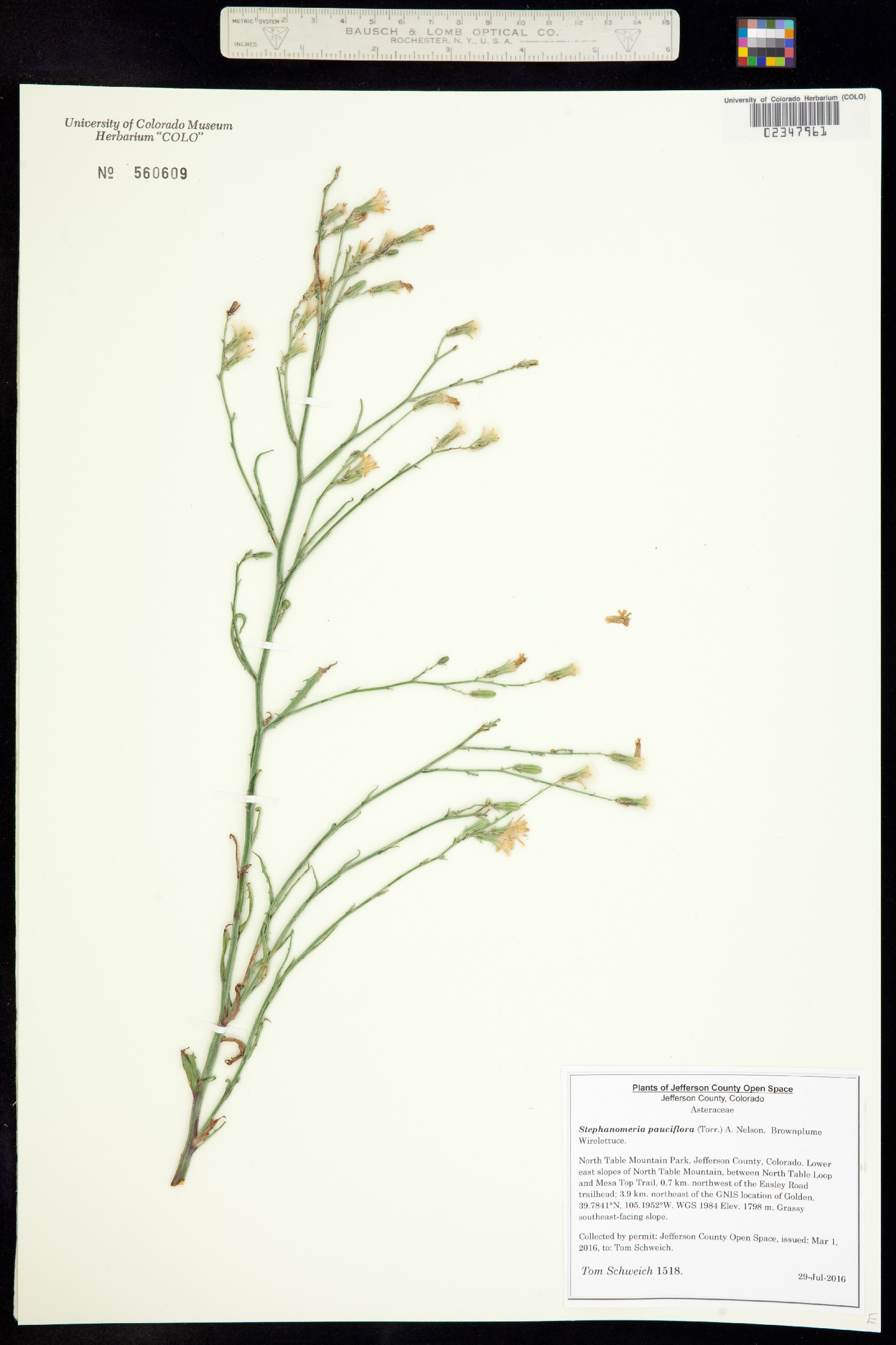 Stephanomeria pauciflora image