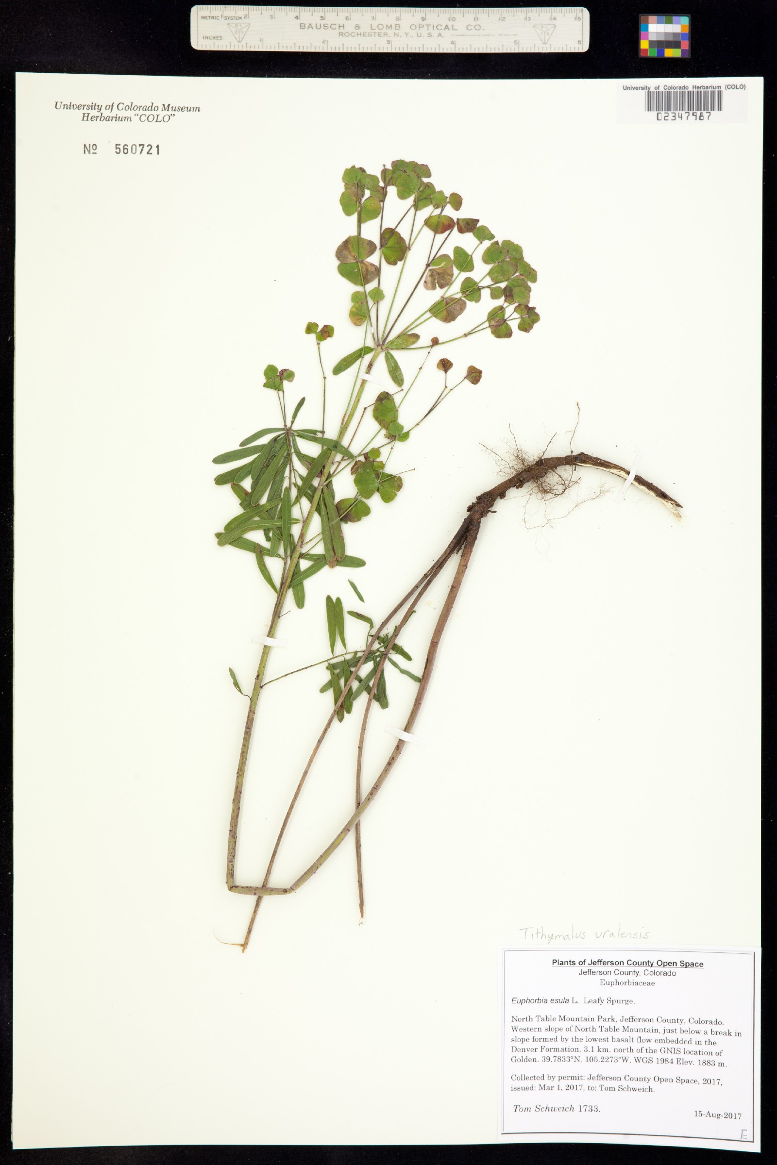 Euphorbia esula image
