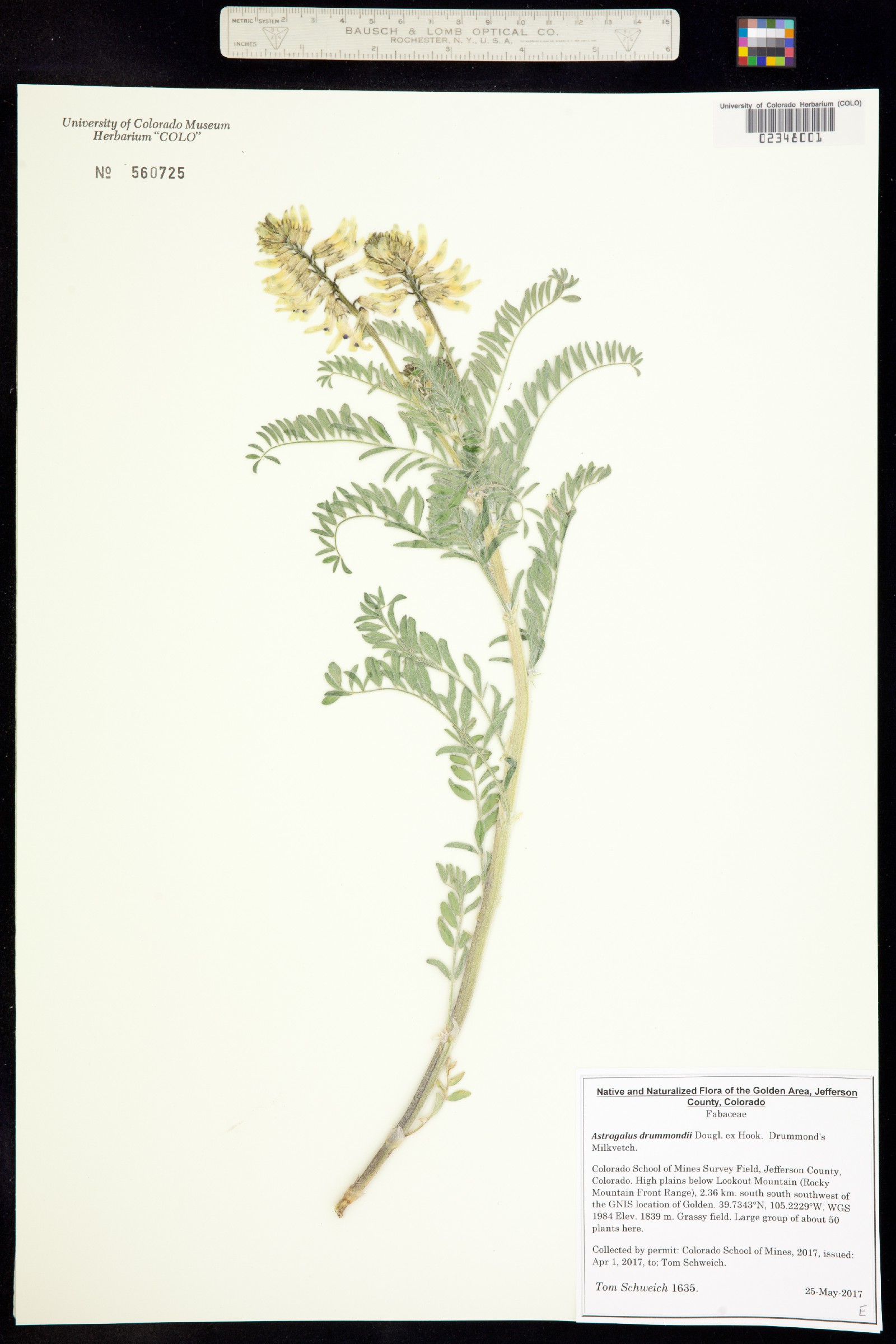 Astragalus drummondii image