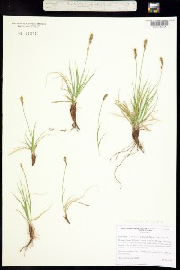 Carex inops subsp. heliophila image