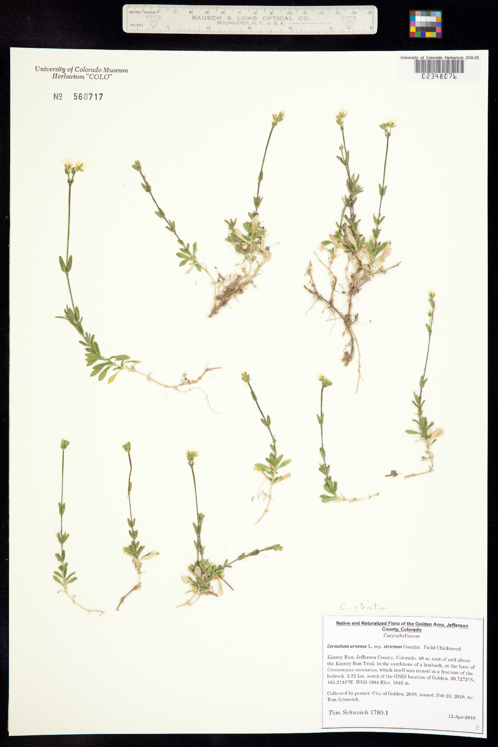 Cerastium strictum image