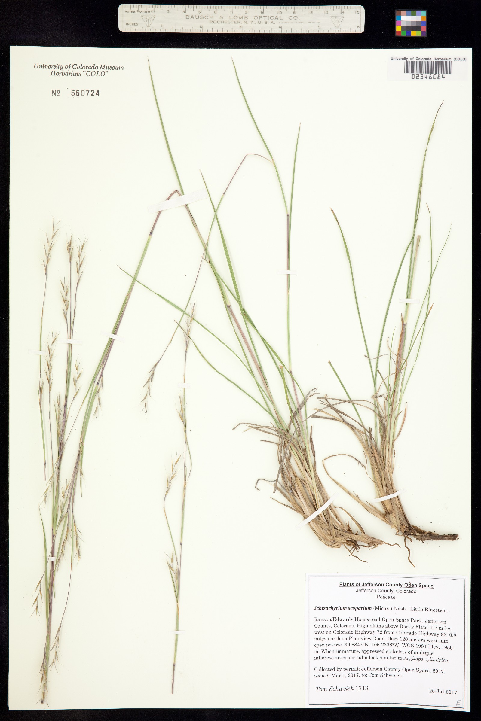 Schizachyrium scoparium image