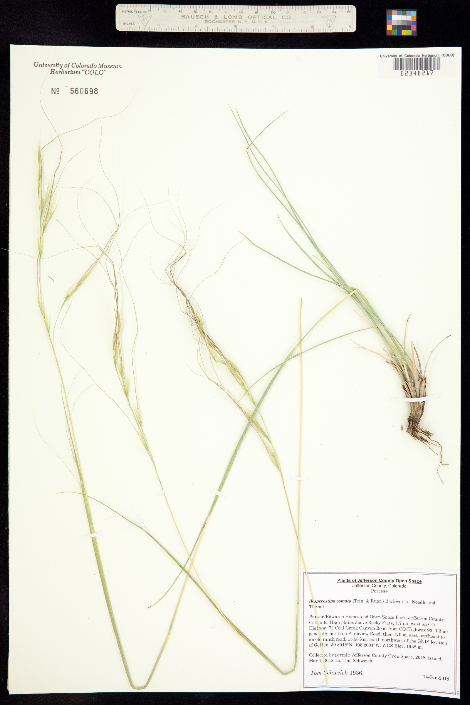 Hesperostipa comata image