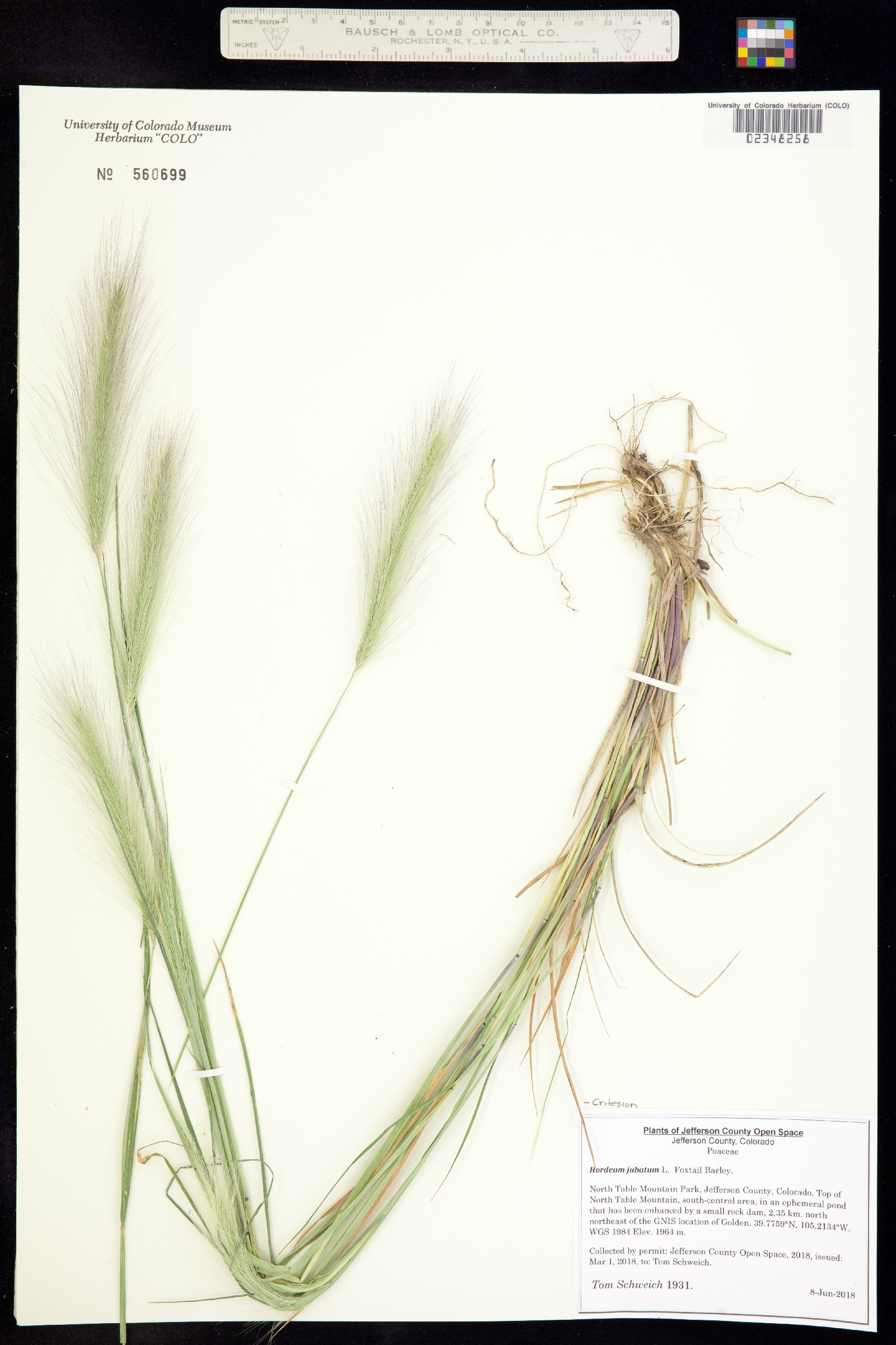 Hordeum jubatum image