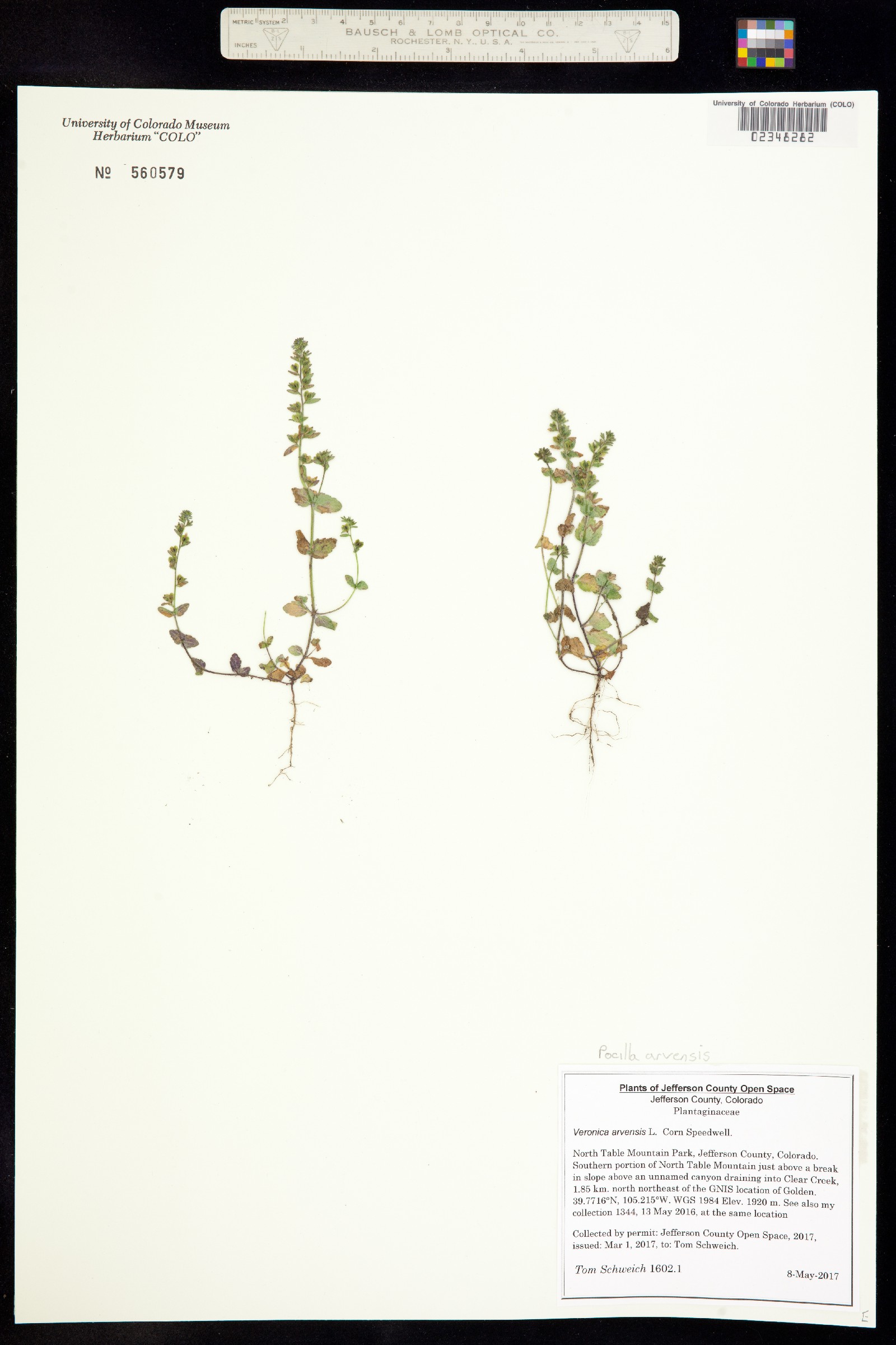 Pocilla arvensis image