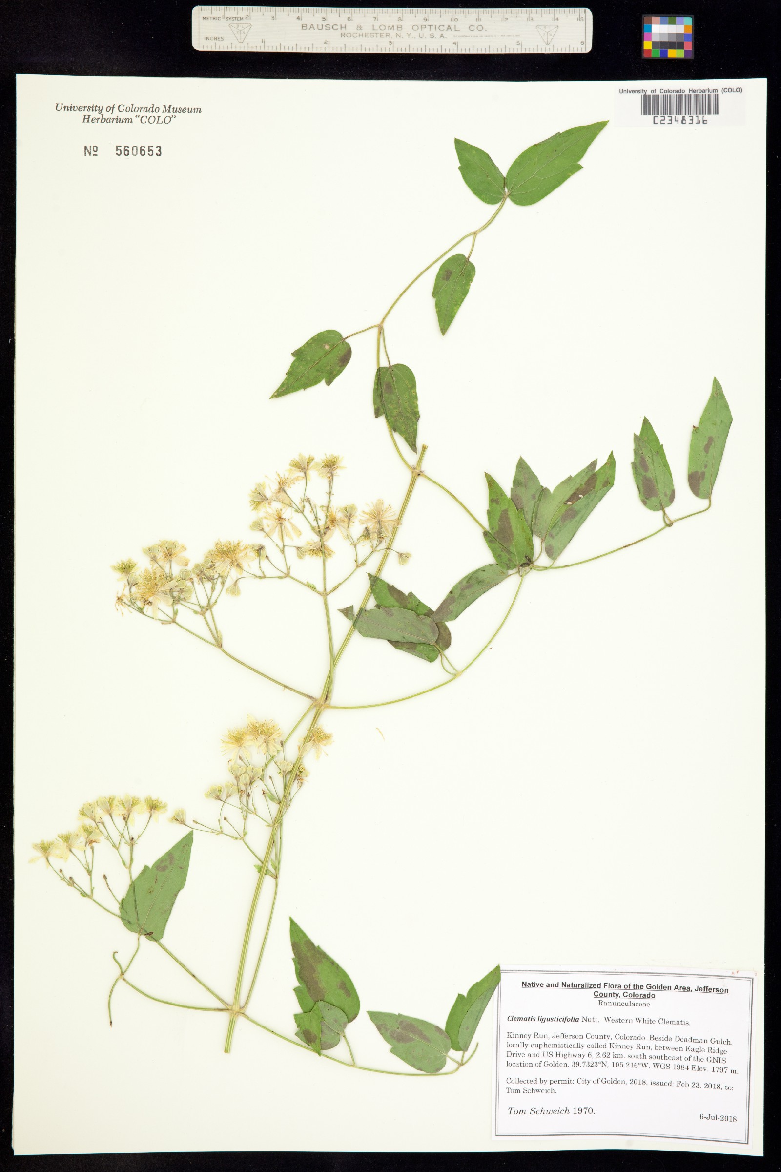 Clematis ligusticifolia image
