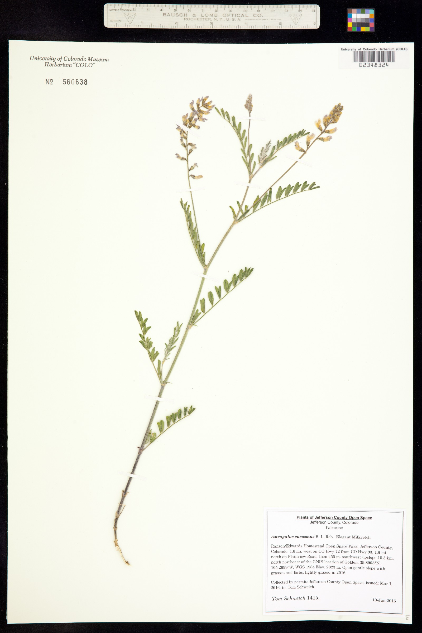 Astragalus eucosmus image