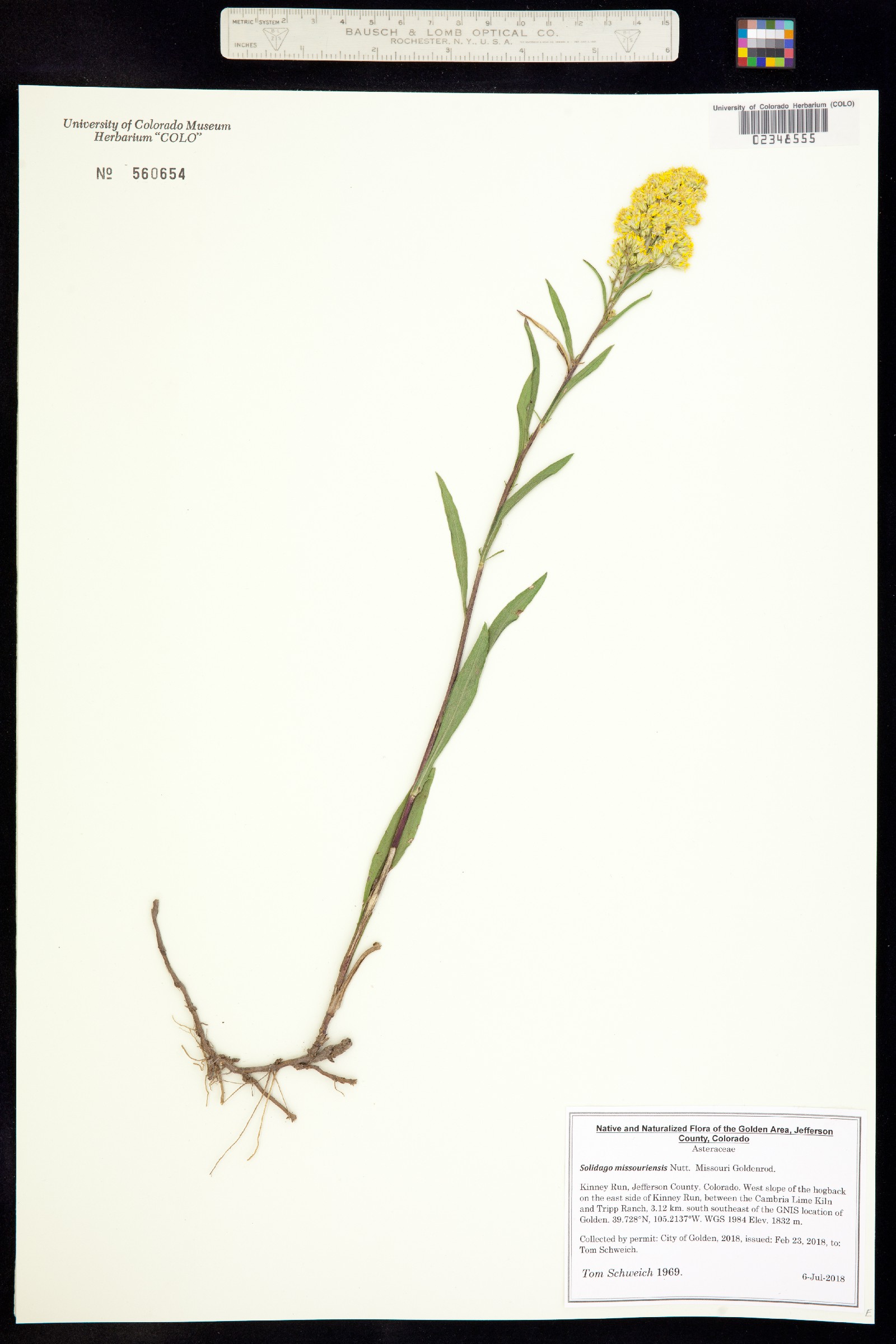 Solidago missouriensis image