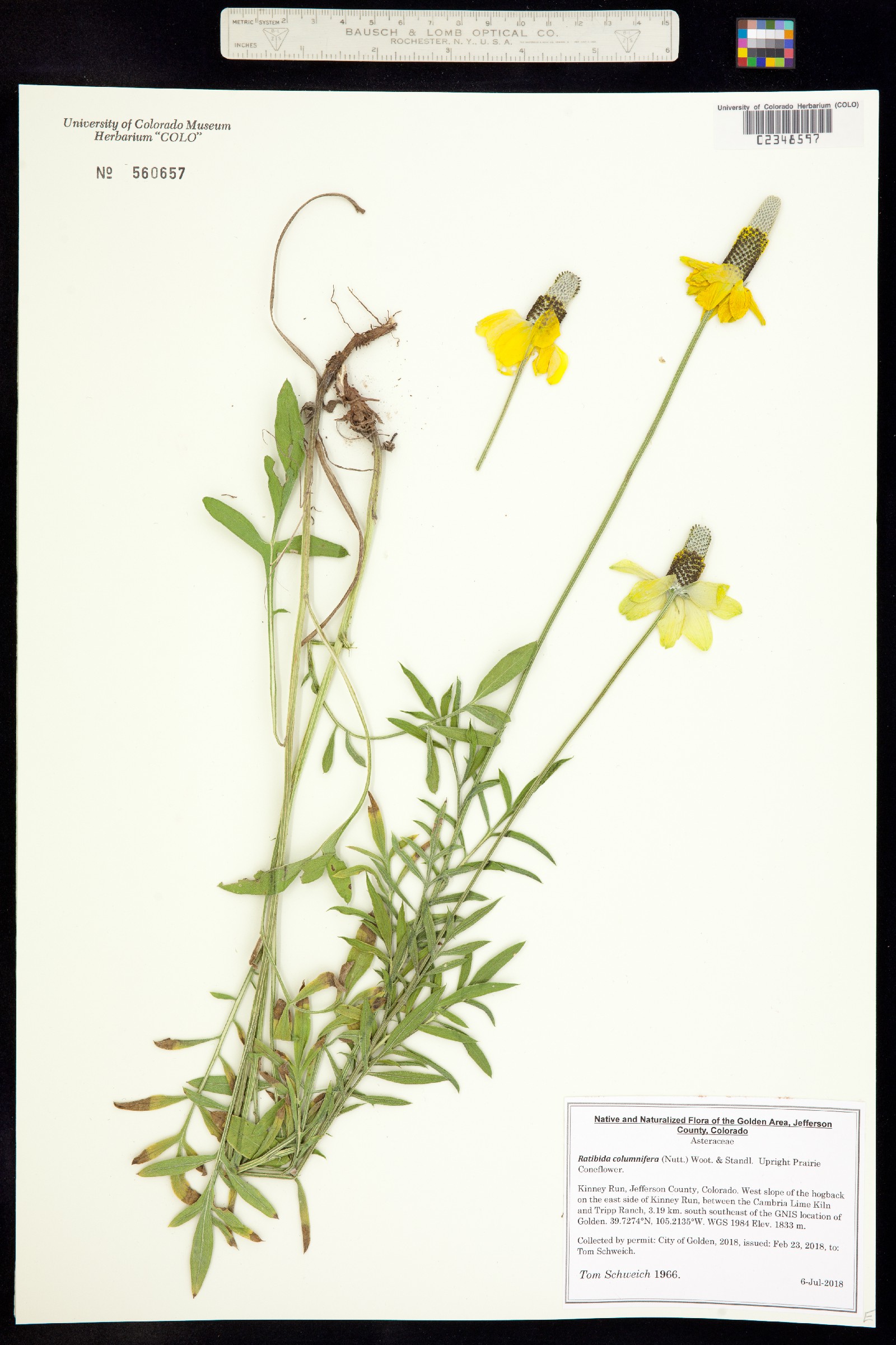 Ratibida columnifera image