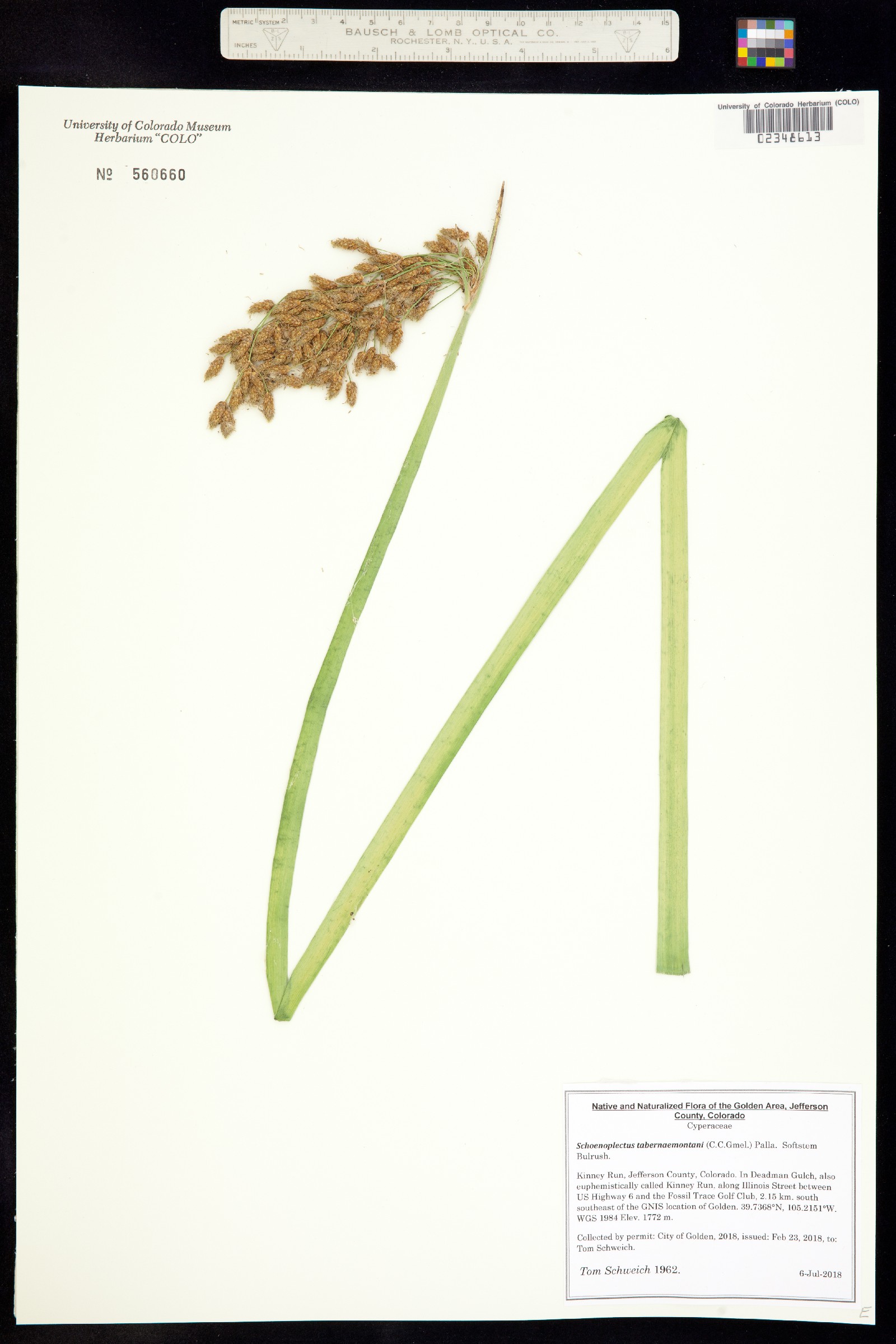Schoenoplectus tabernaemontani image