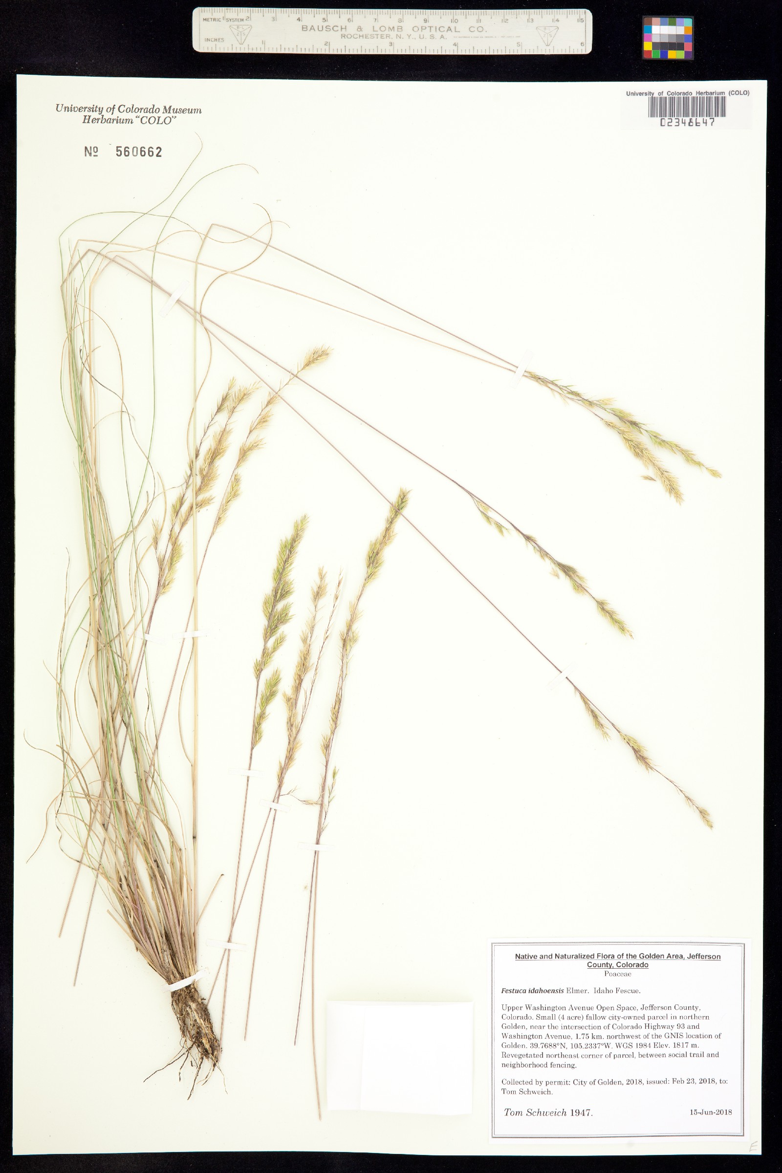 Festuca idahoensis image
