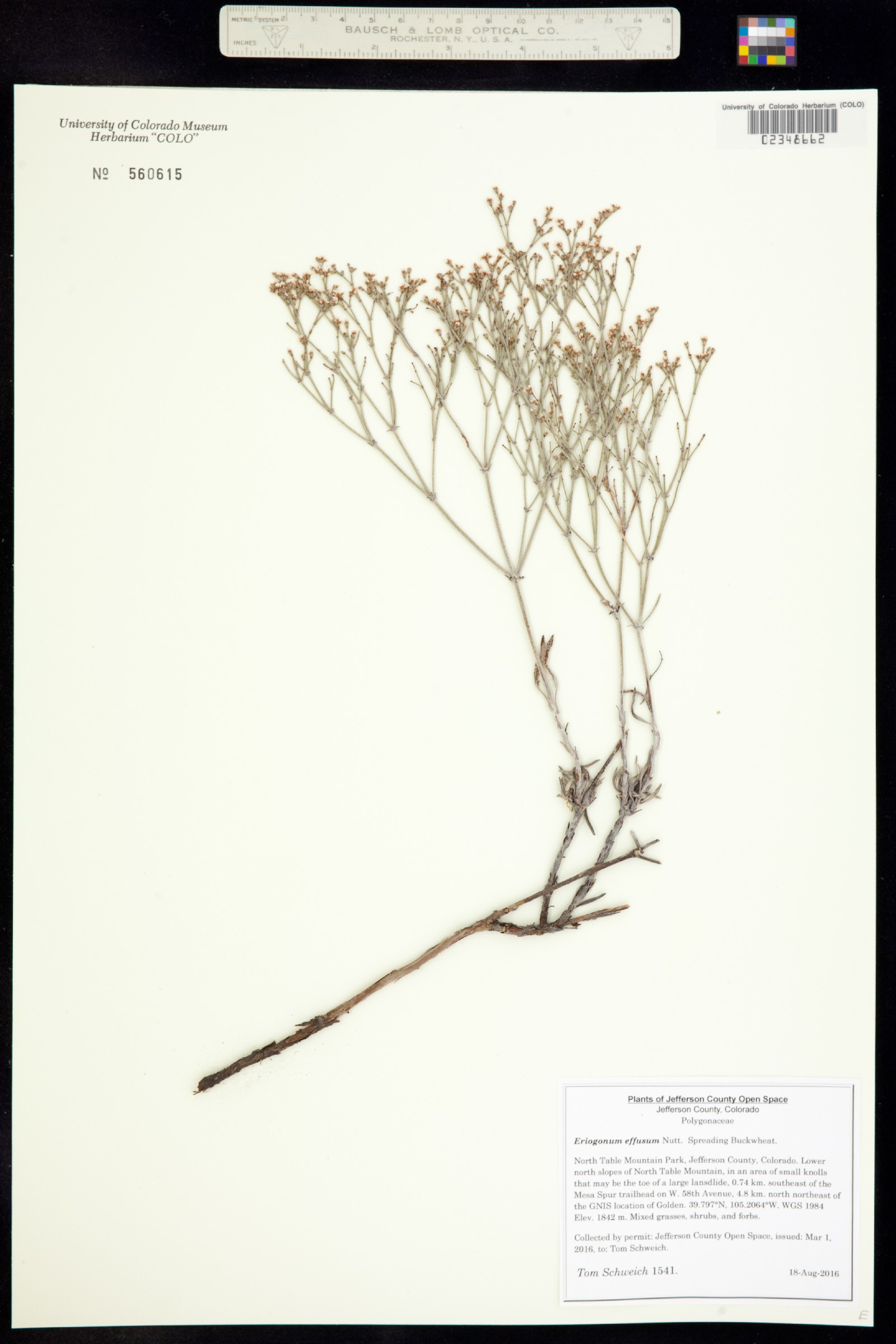 Eriogonum effusum image