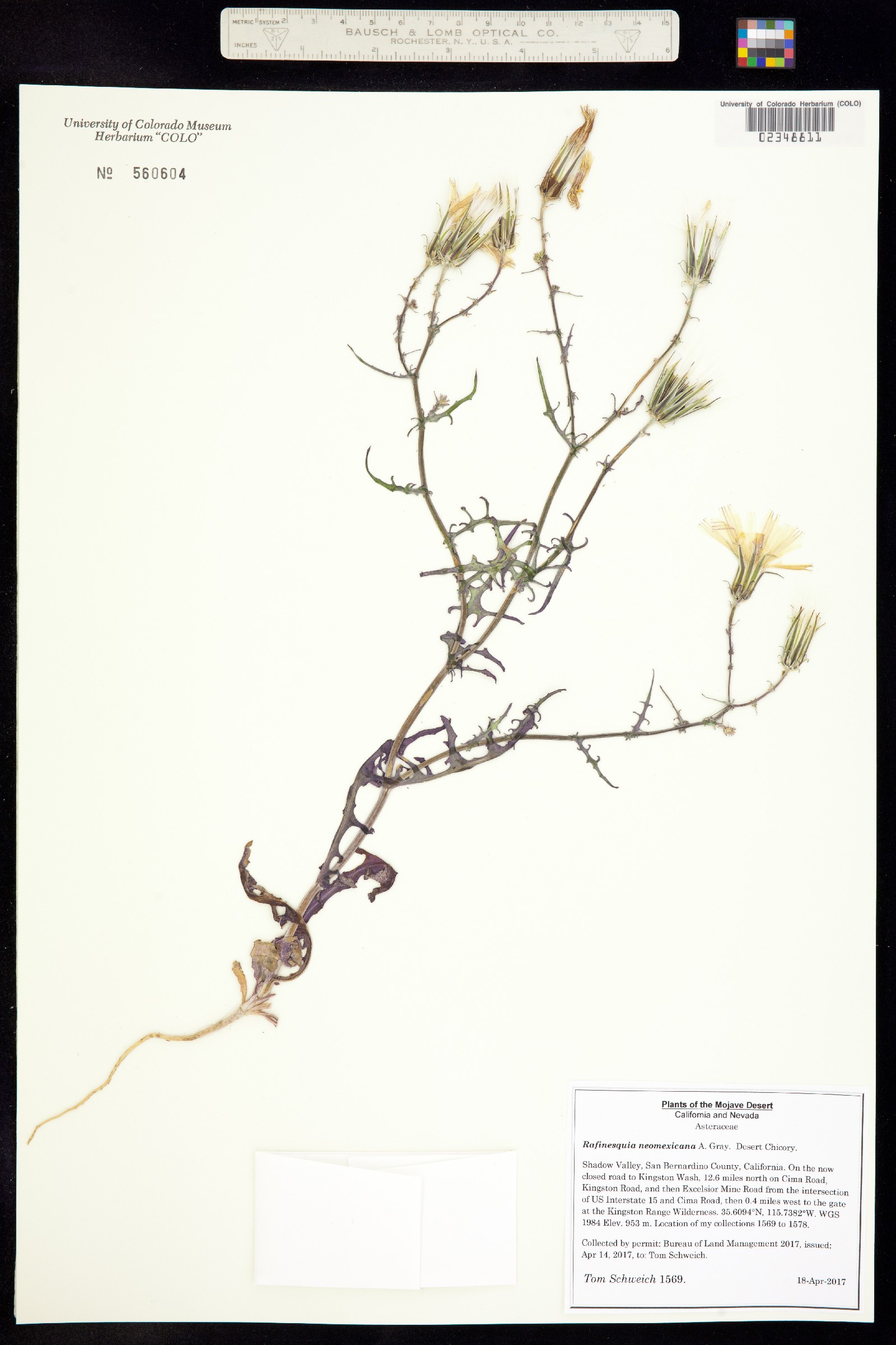 Rafinesquia neomexicana image