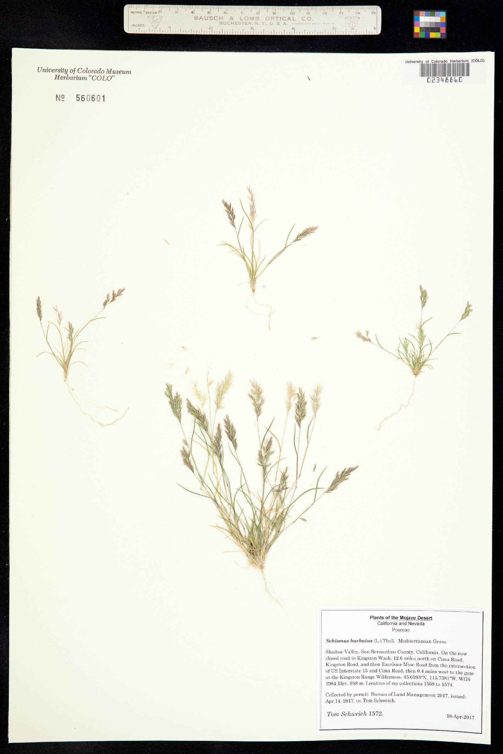 Schismus barbatus image