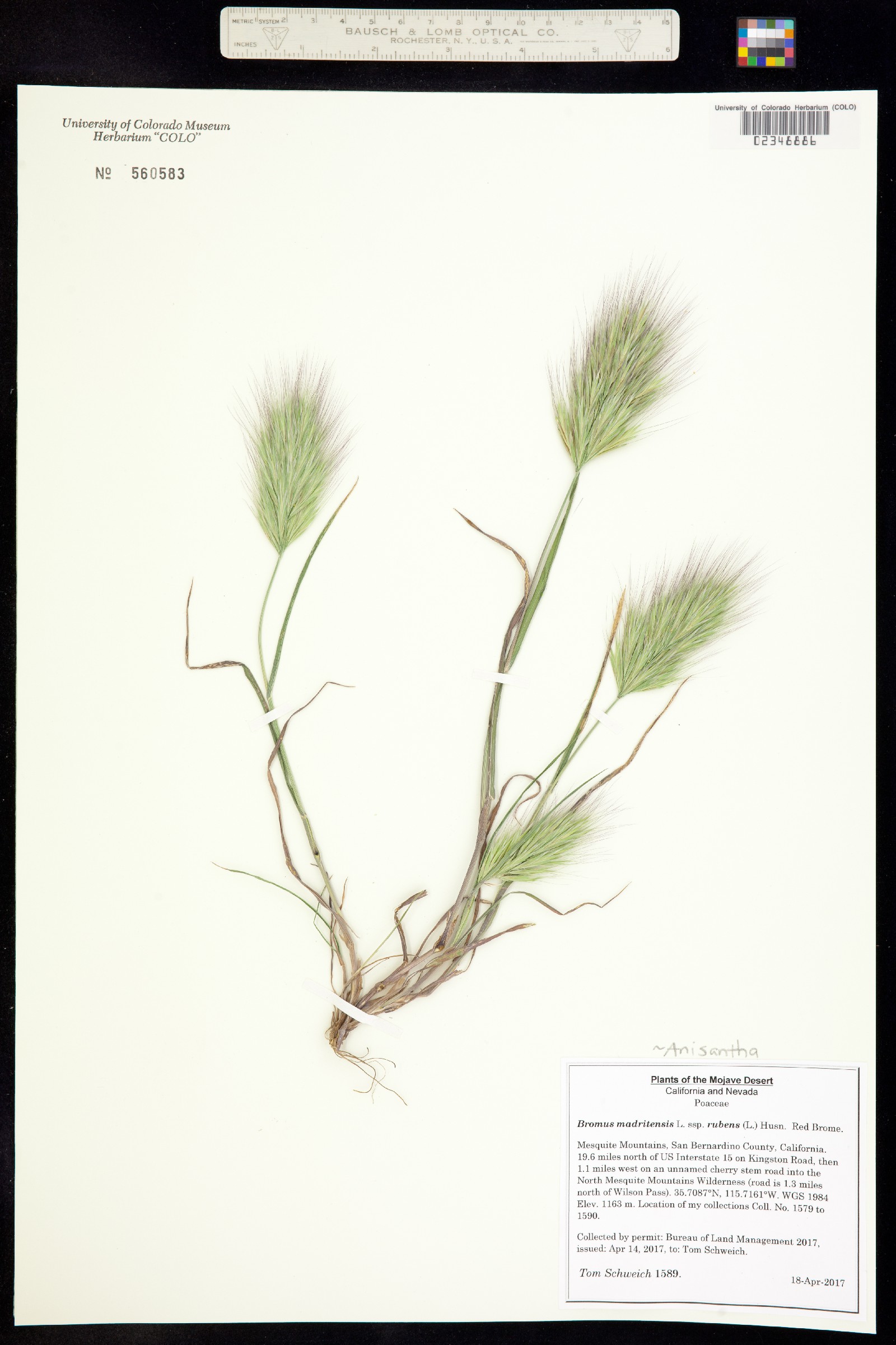 Bromus madritensis image