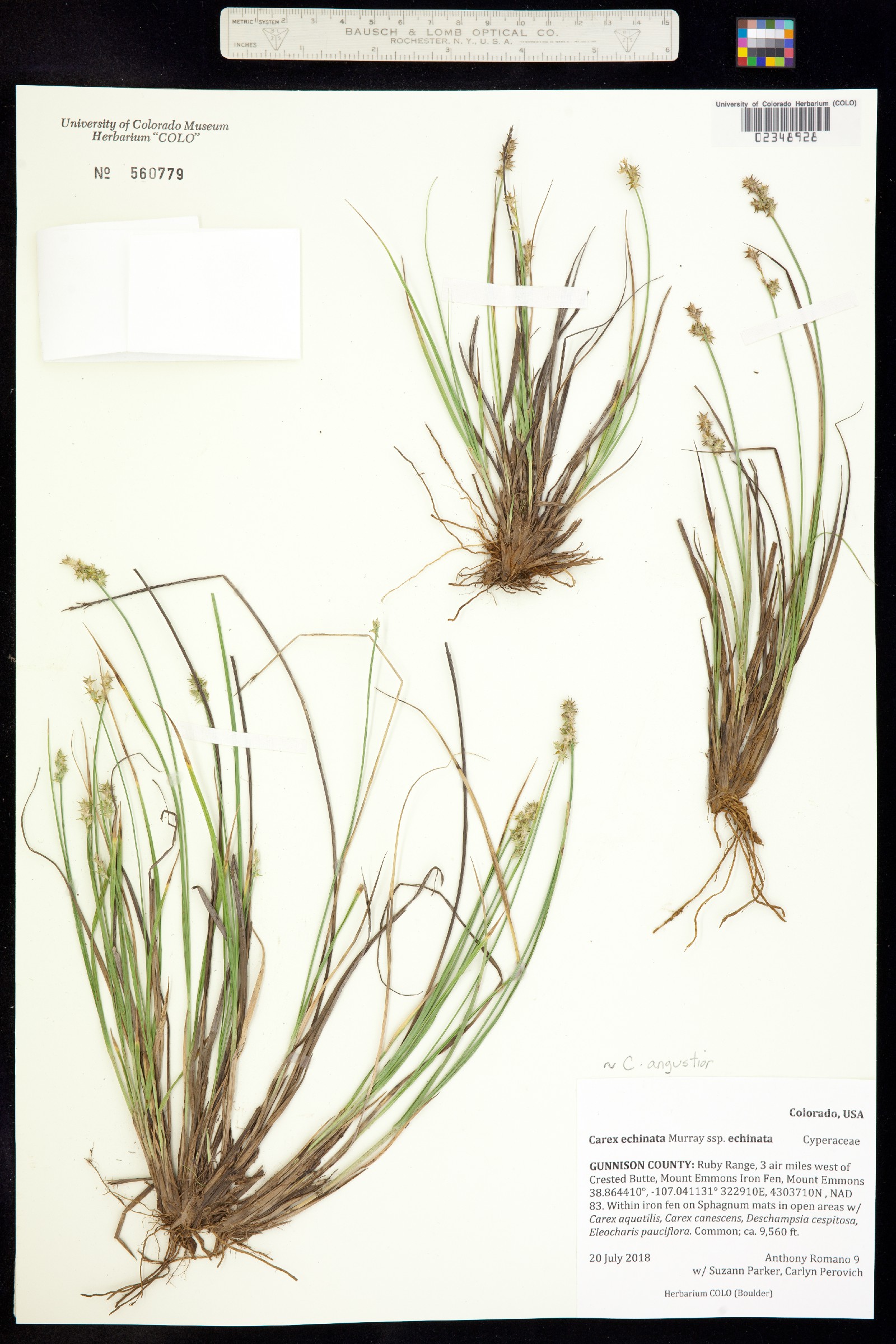 Carex echinata image