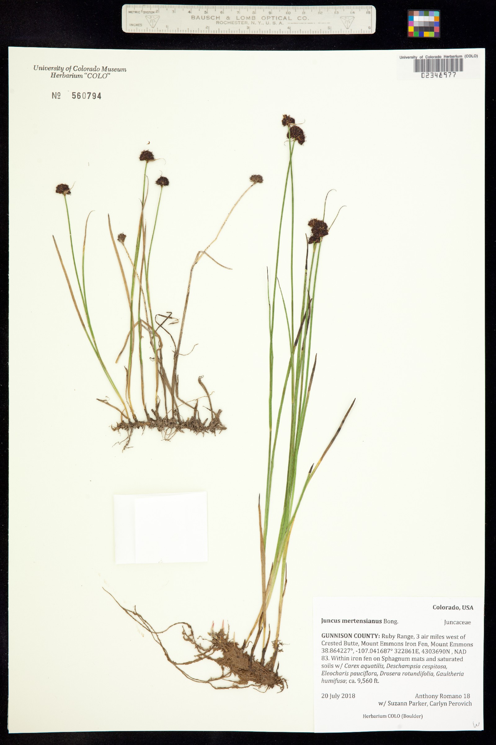 Juncus mertensianus image