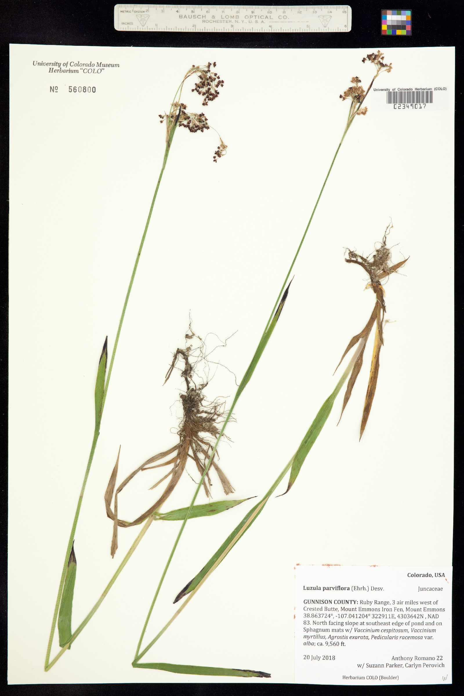 Luzula parviflora image