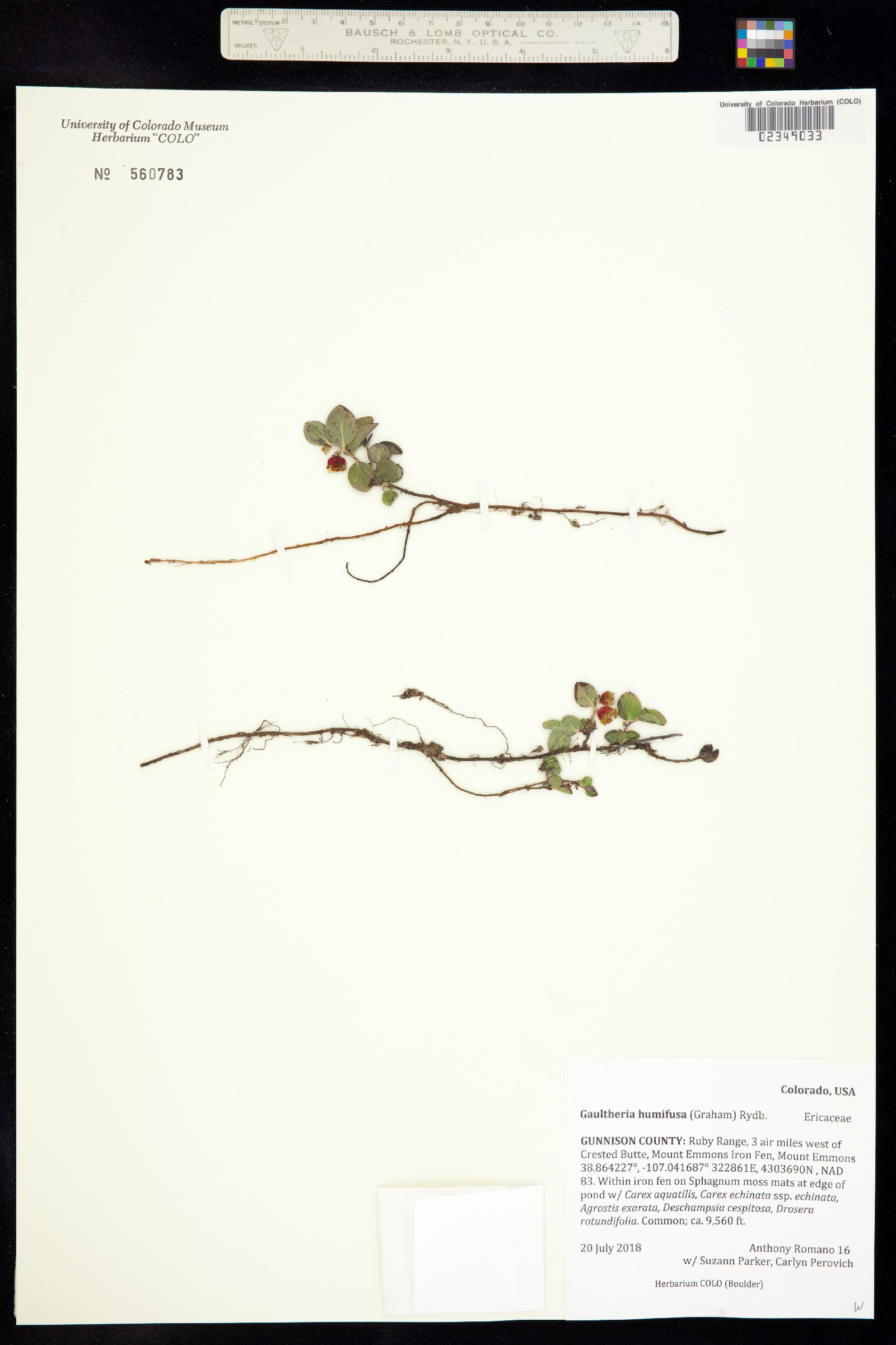 Gaultheria humifusa image