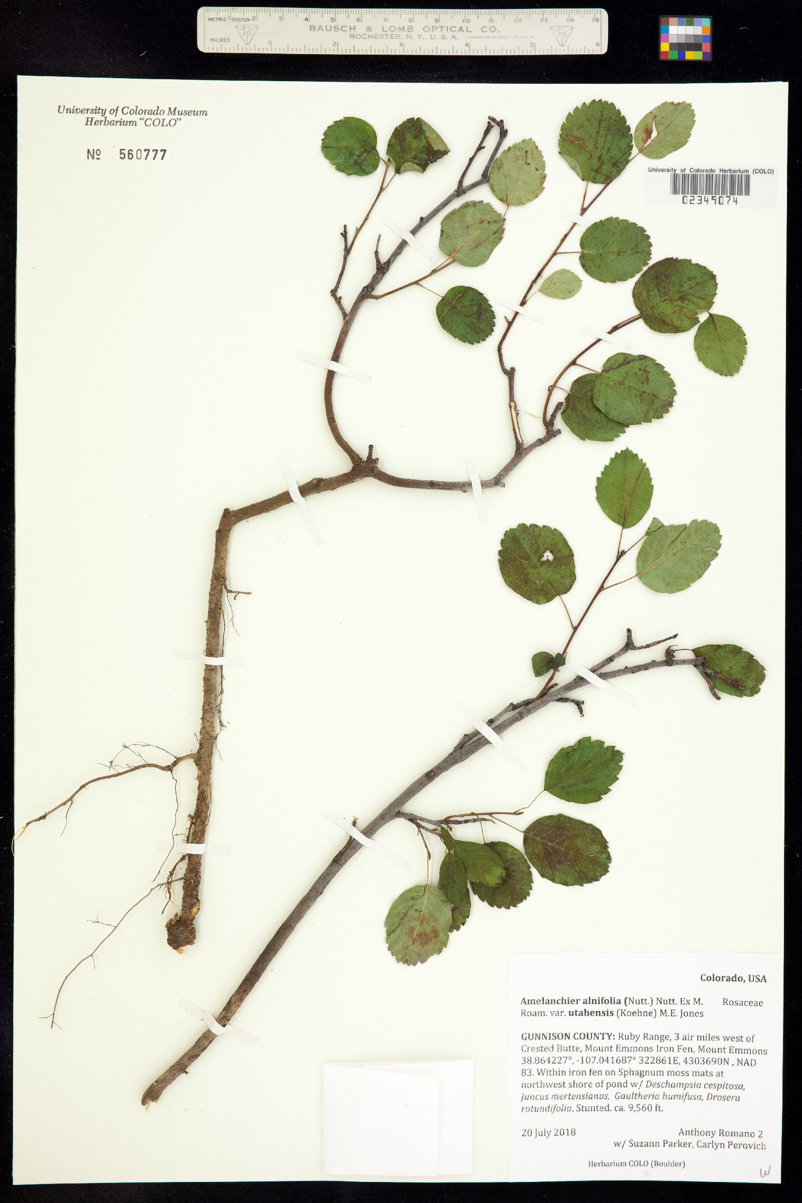 Amelanchier utahensis image