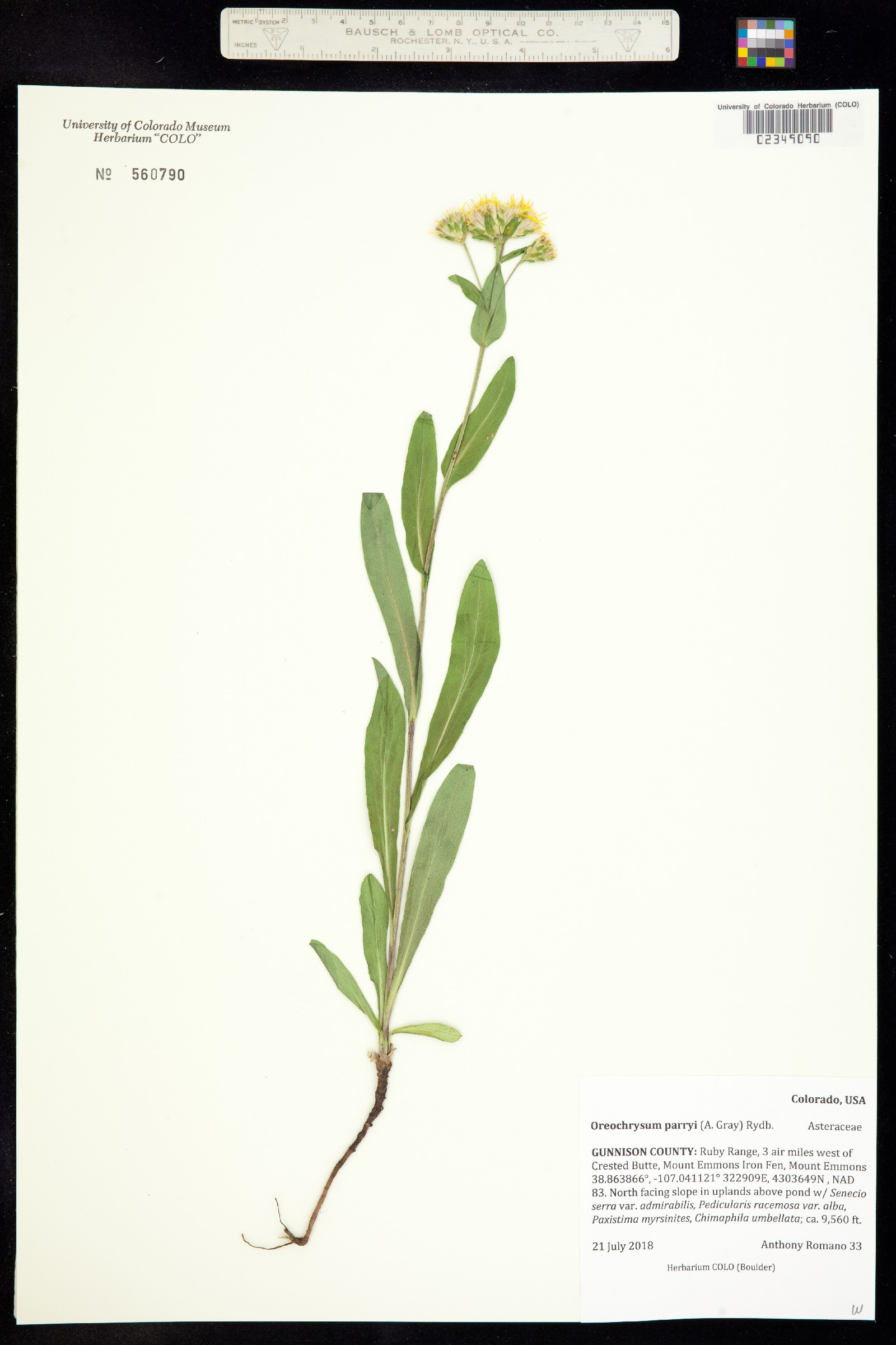 Oreochrysum parryi image