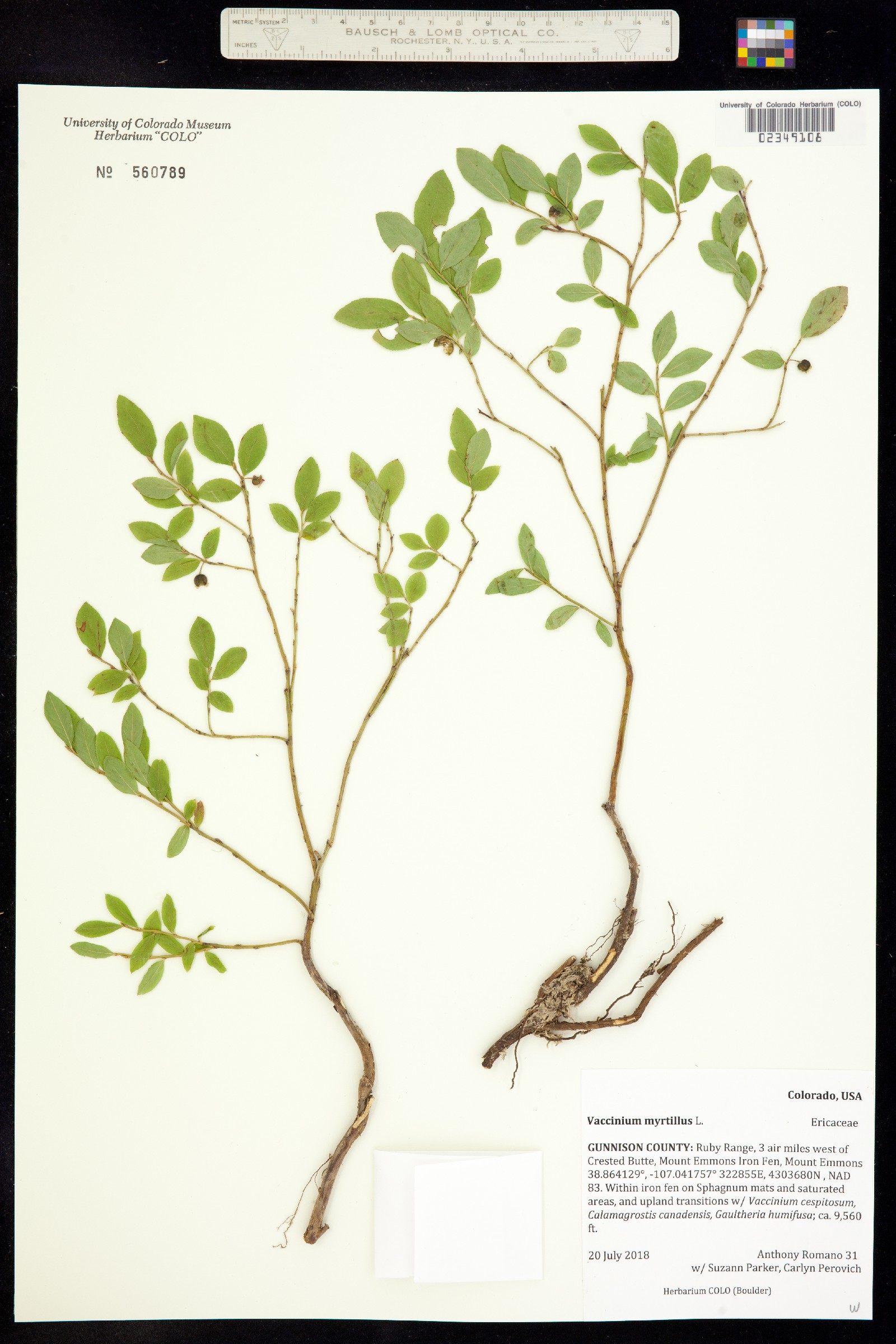 Vaccinium myrtillus image