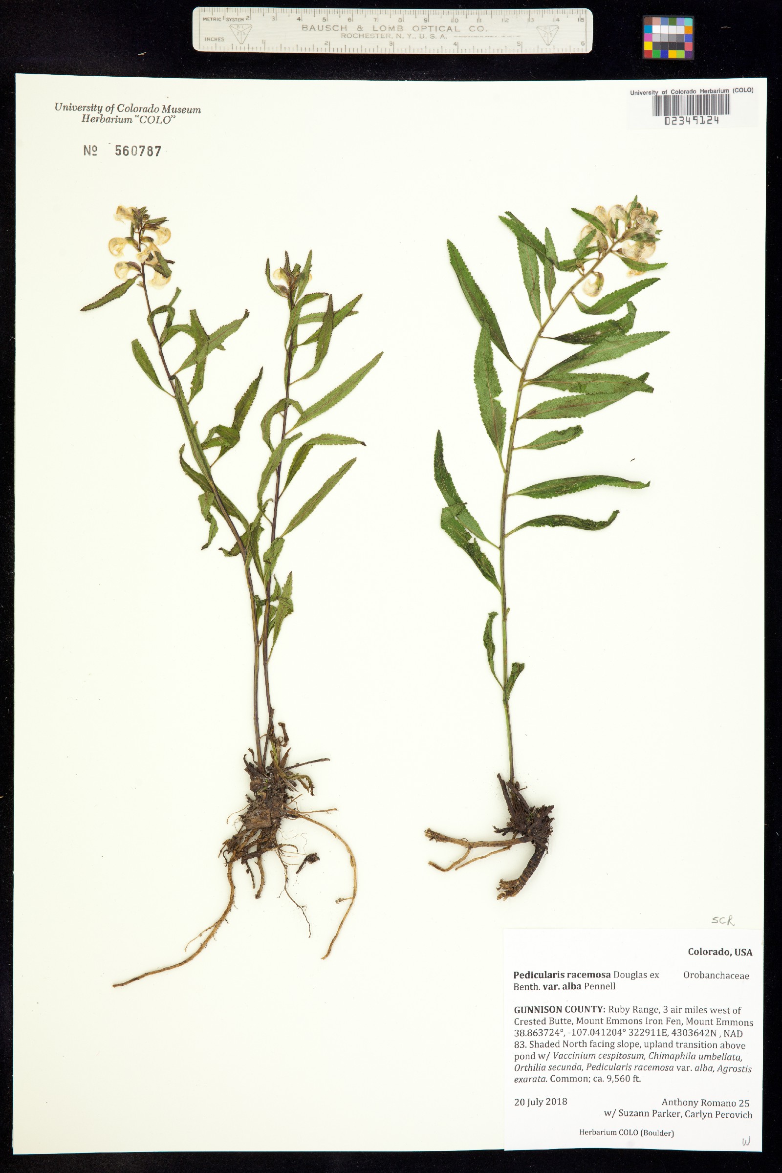 Pedicularis racemosa ssp. alba image