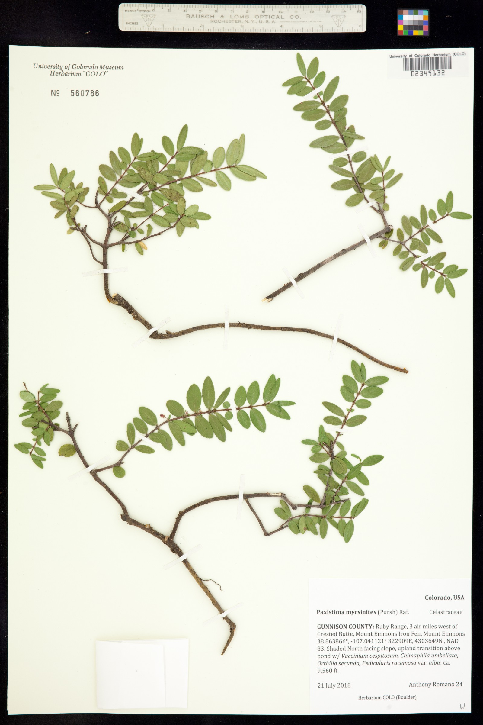 Paxistima myrsinites image