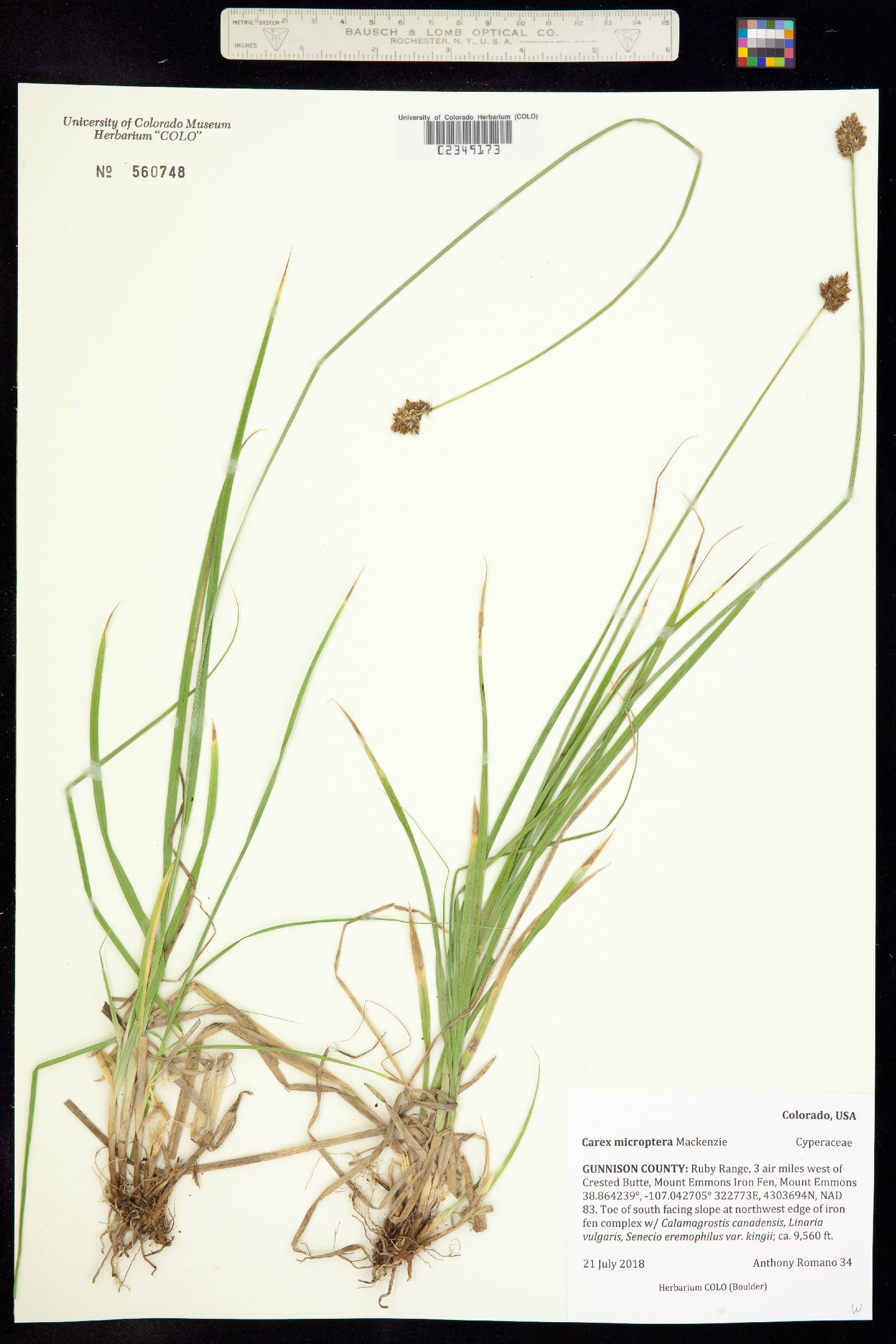 Carex microptera image