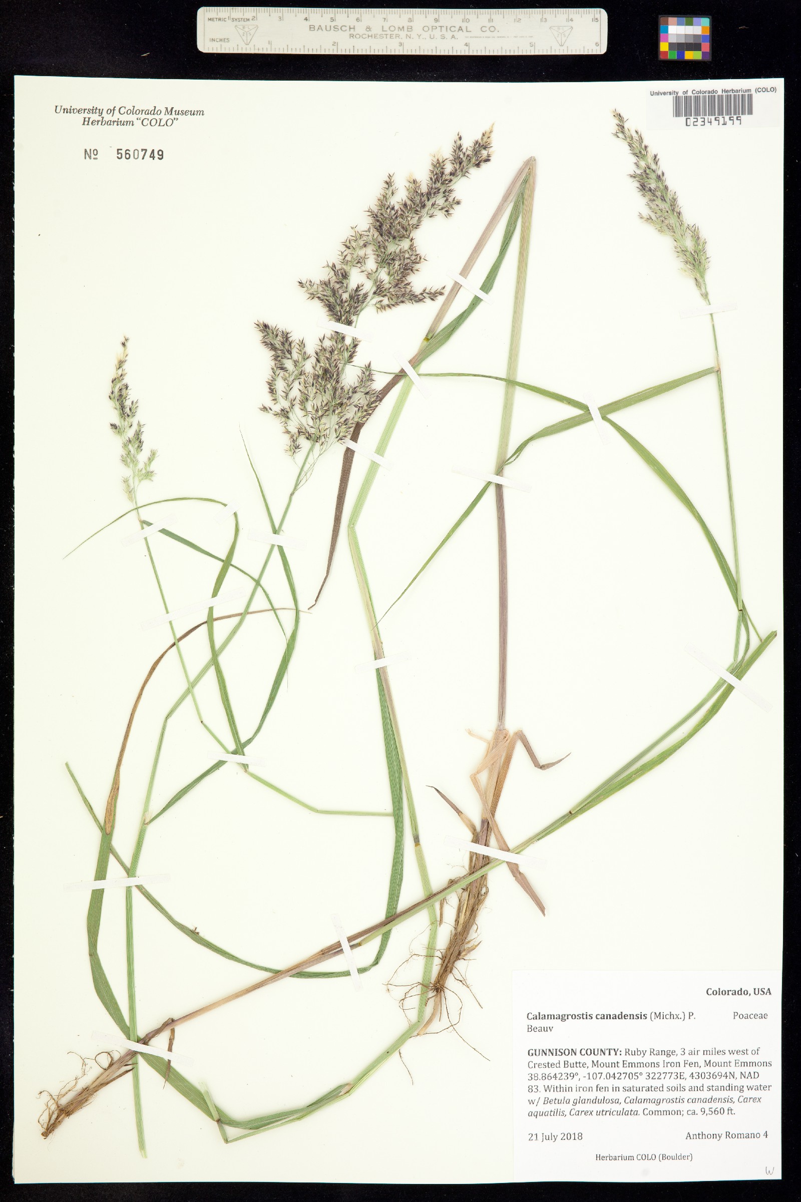 Calamagrostis canadensis image