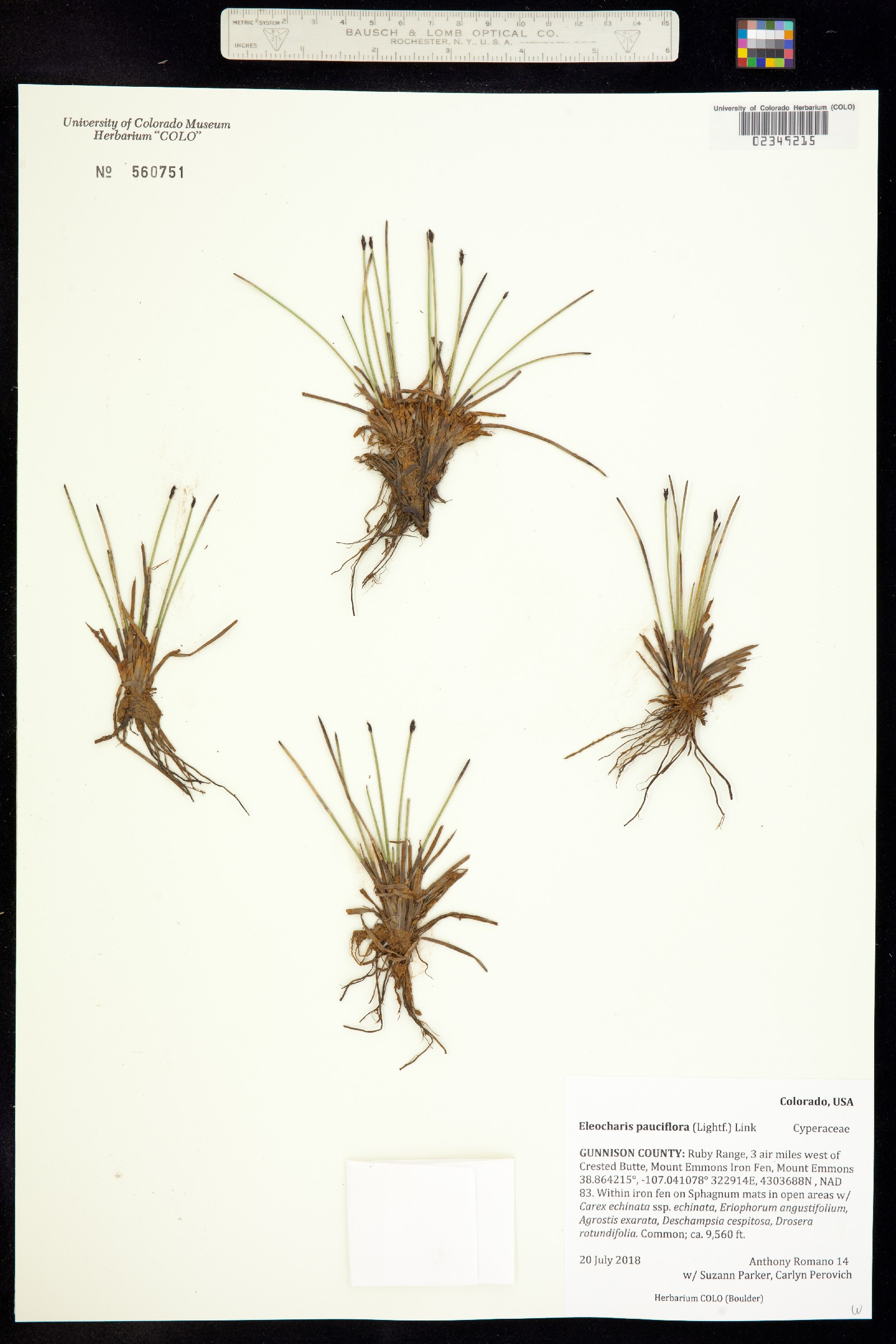 Eleocharis quinqueflora image