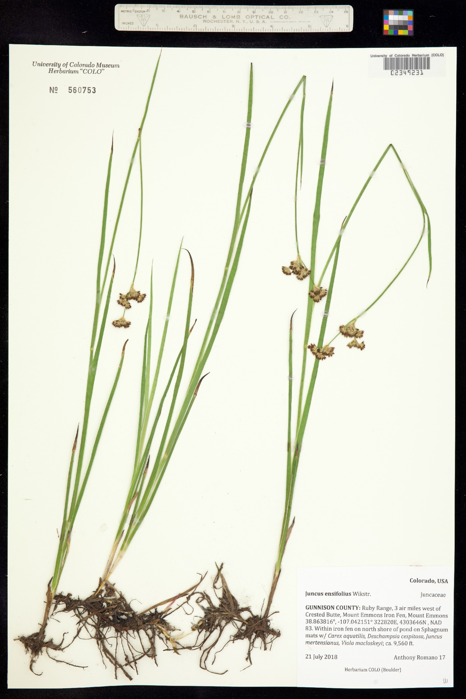 Juncus ensifolius image