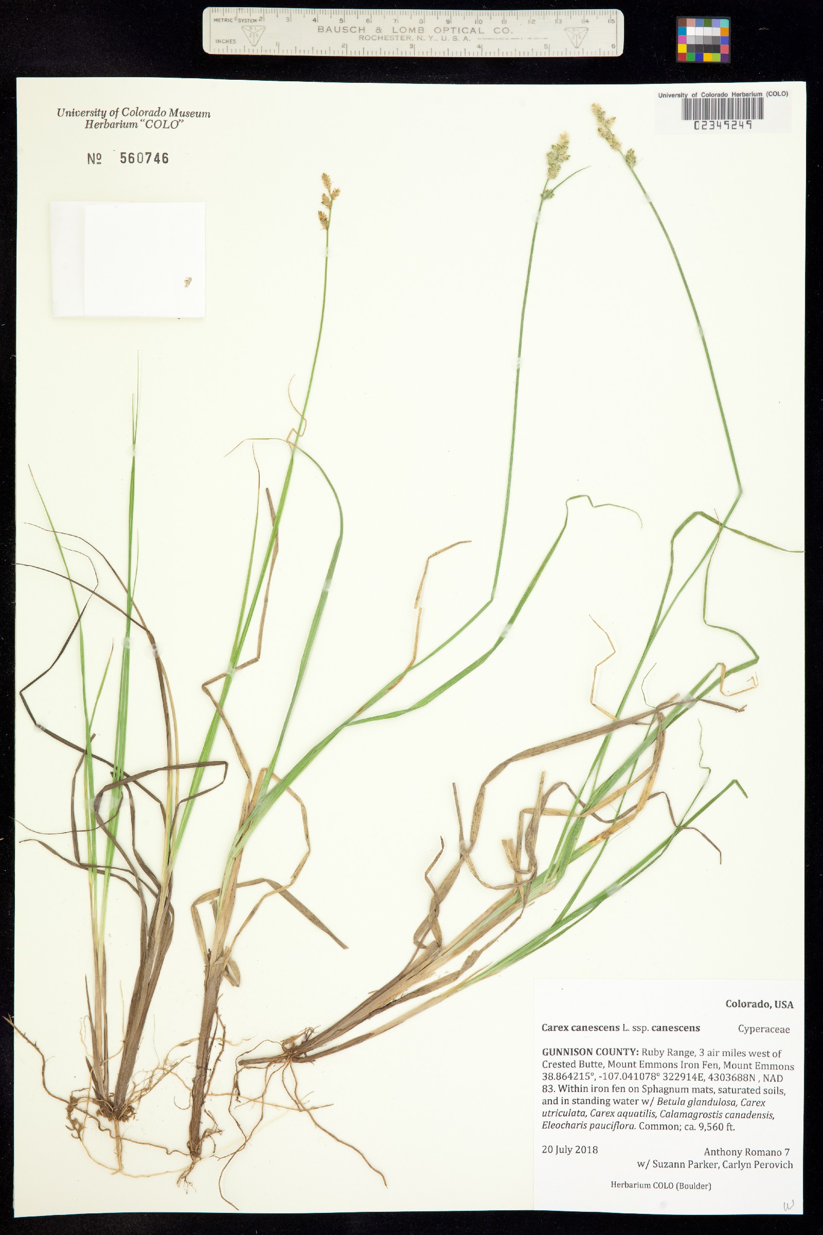 Carex canescens ssp. canescens image