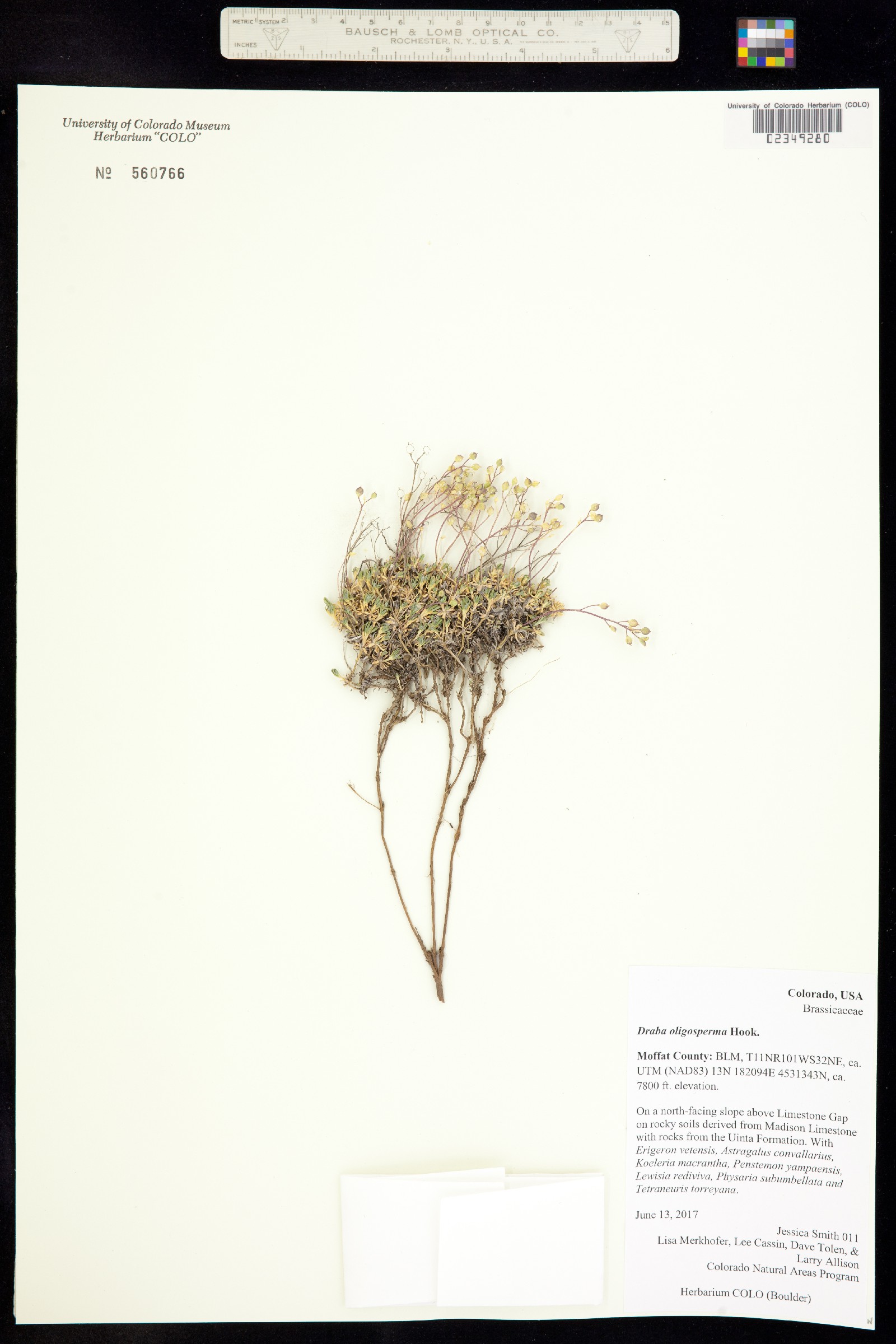 Draba oligosperma image
